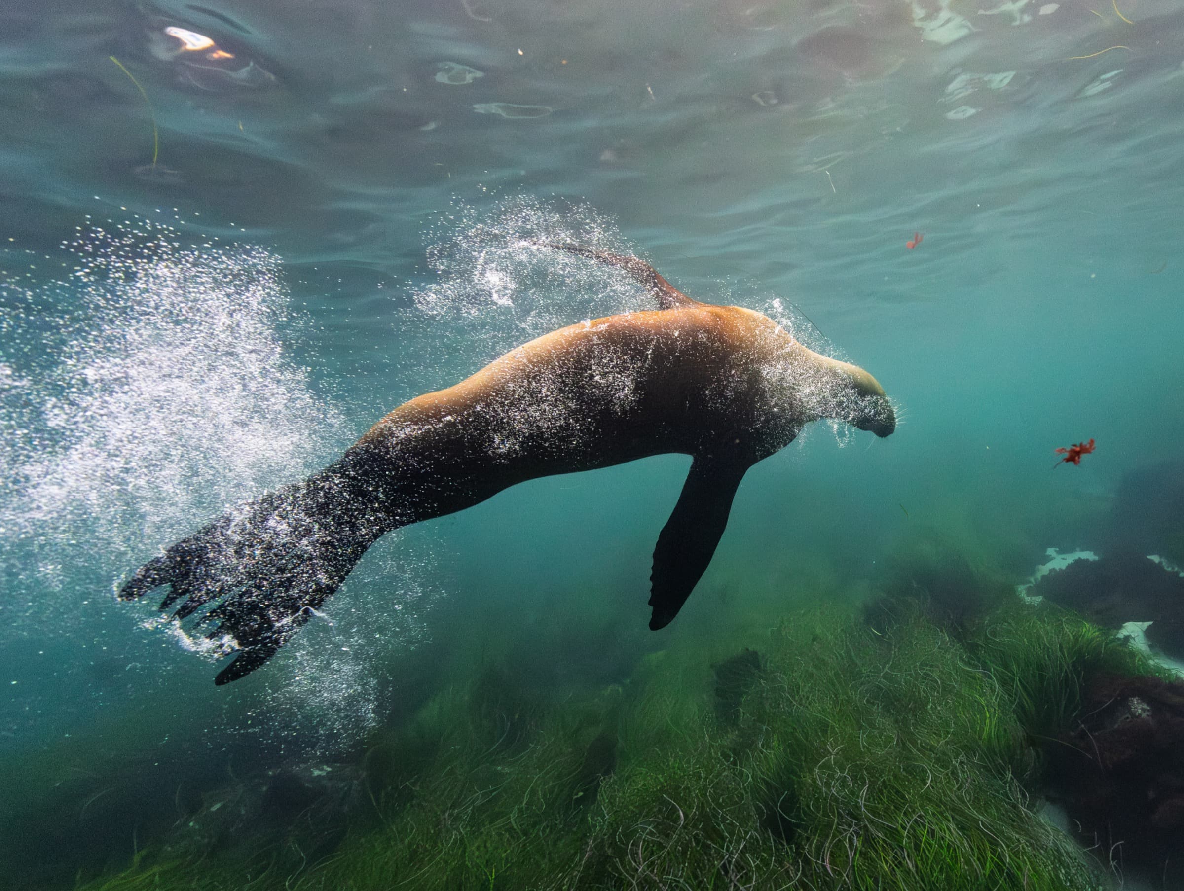 Kelp fronds reaching toward the surface in blue water.