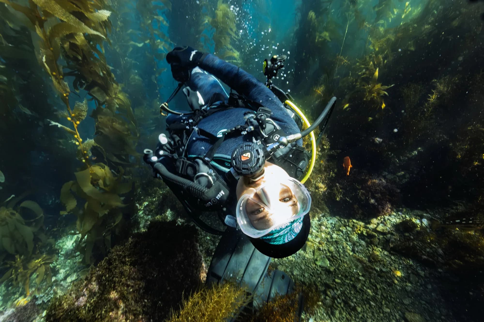 Underwater photography, at Catalina, (February 2026)