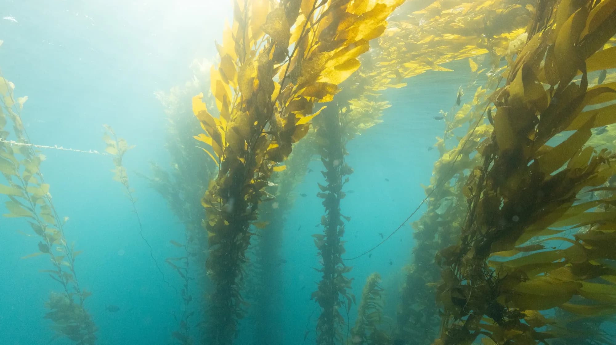 Underwater photography, at Channel Islands, (January 2026)