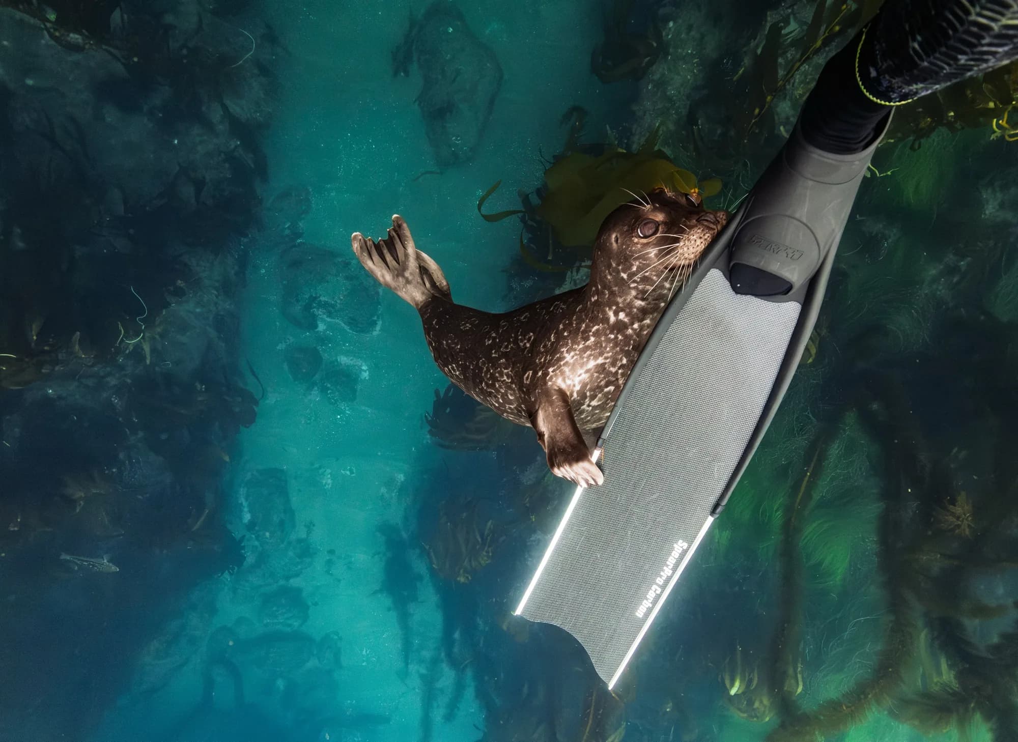 Underwater photography, at Channel Islands, (December 2025)