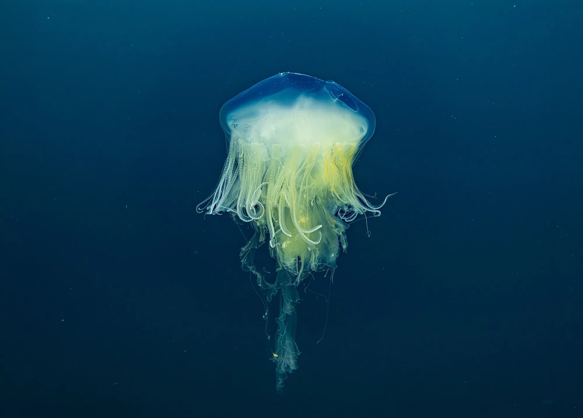 Underwater photography, at Channel Islands, (December 2025)