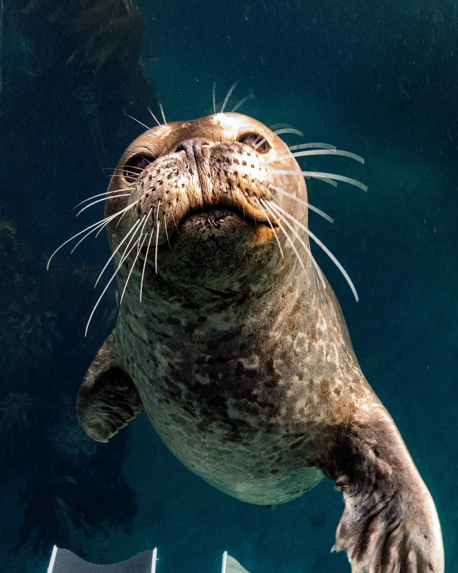 Underwater photography, at Channel Islands, (January 2026)