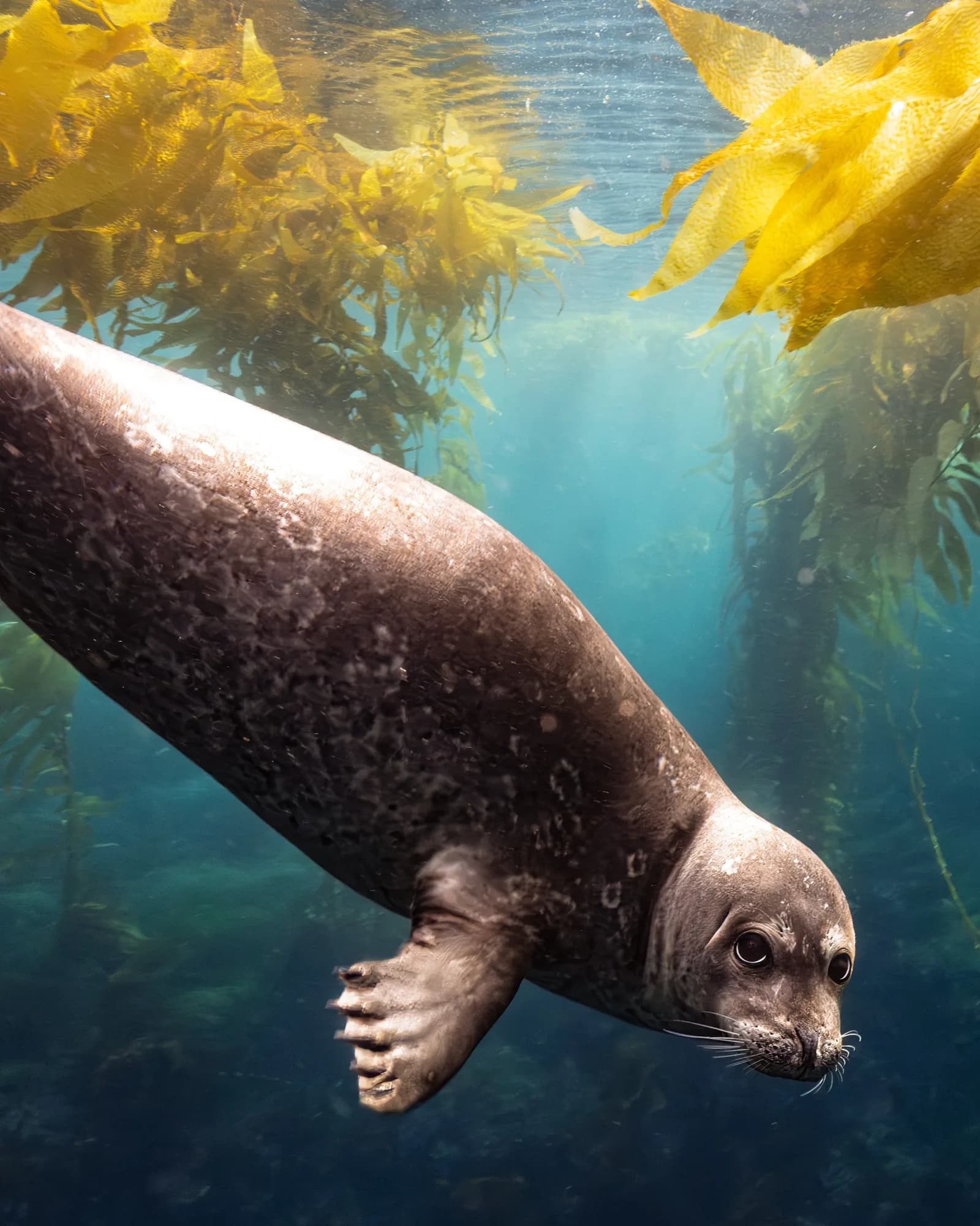 Underwater photography, at Channel Islands, (January 2026)