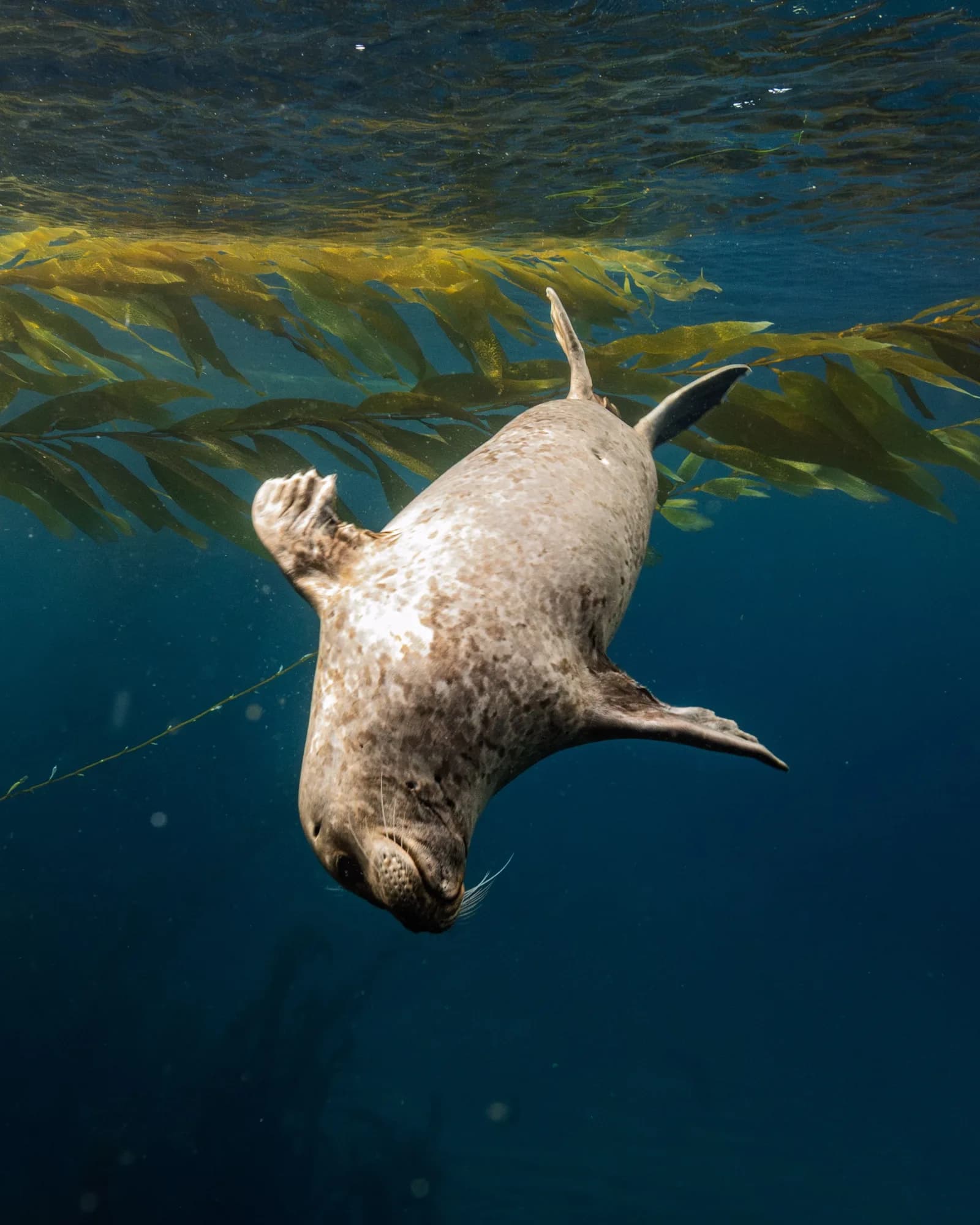 Underwater photography, at Channel Islands, (January 2026)