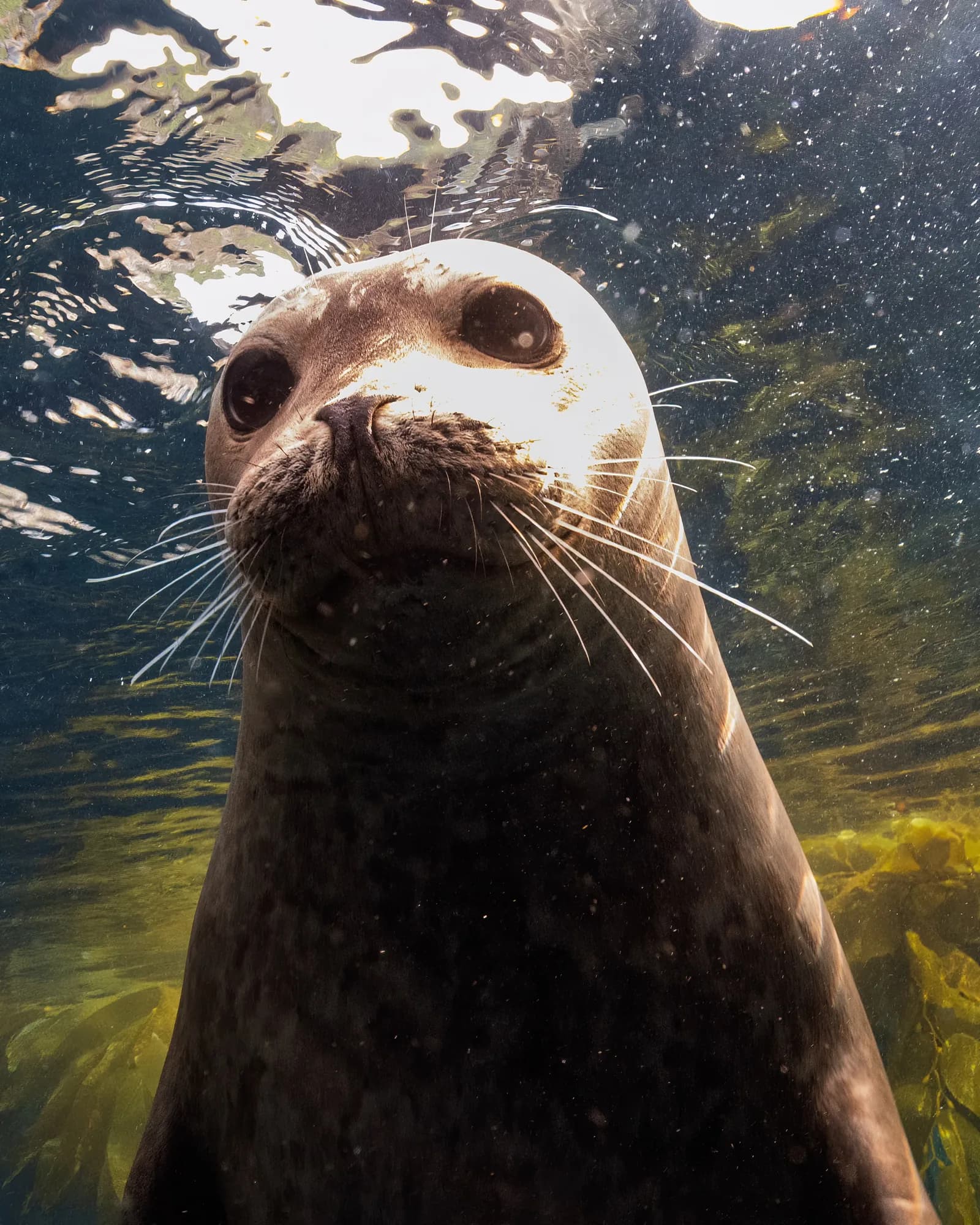 Underwater photography, at Channel Islands, (January 2026)