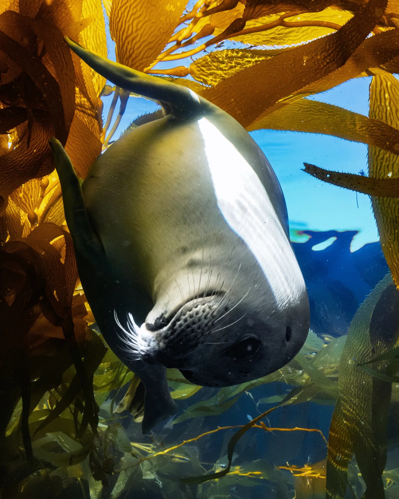 Underwater photography, at Channel Islands, (January 2026)