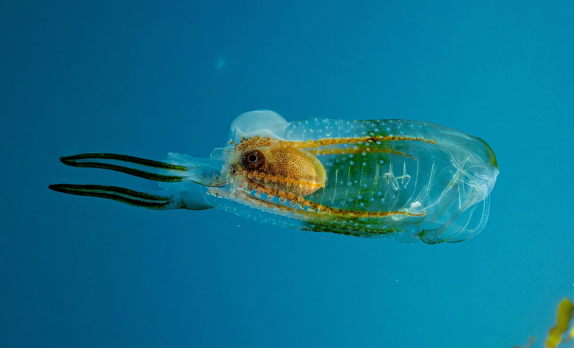 Underwater photography, at Channel Islands, (December 2025)