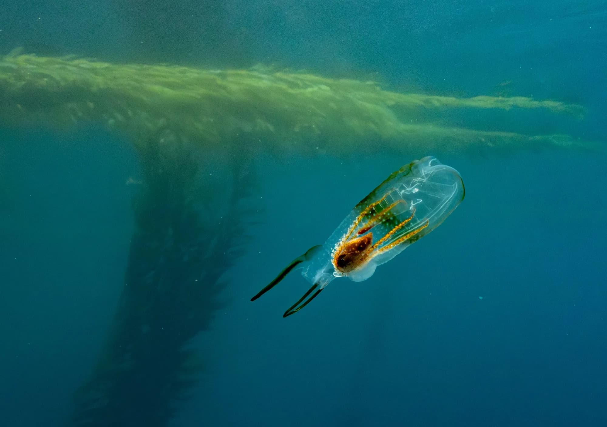 Underwater photography, at Channel Islands, (December 2025)