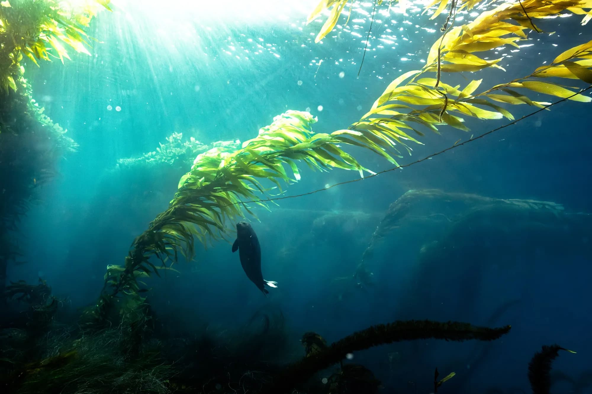 Underwater photography, at Channel Islands, (January 2026)