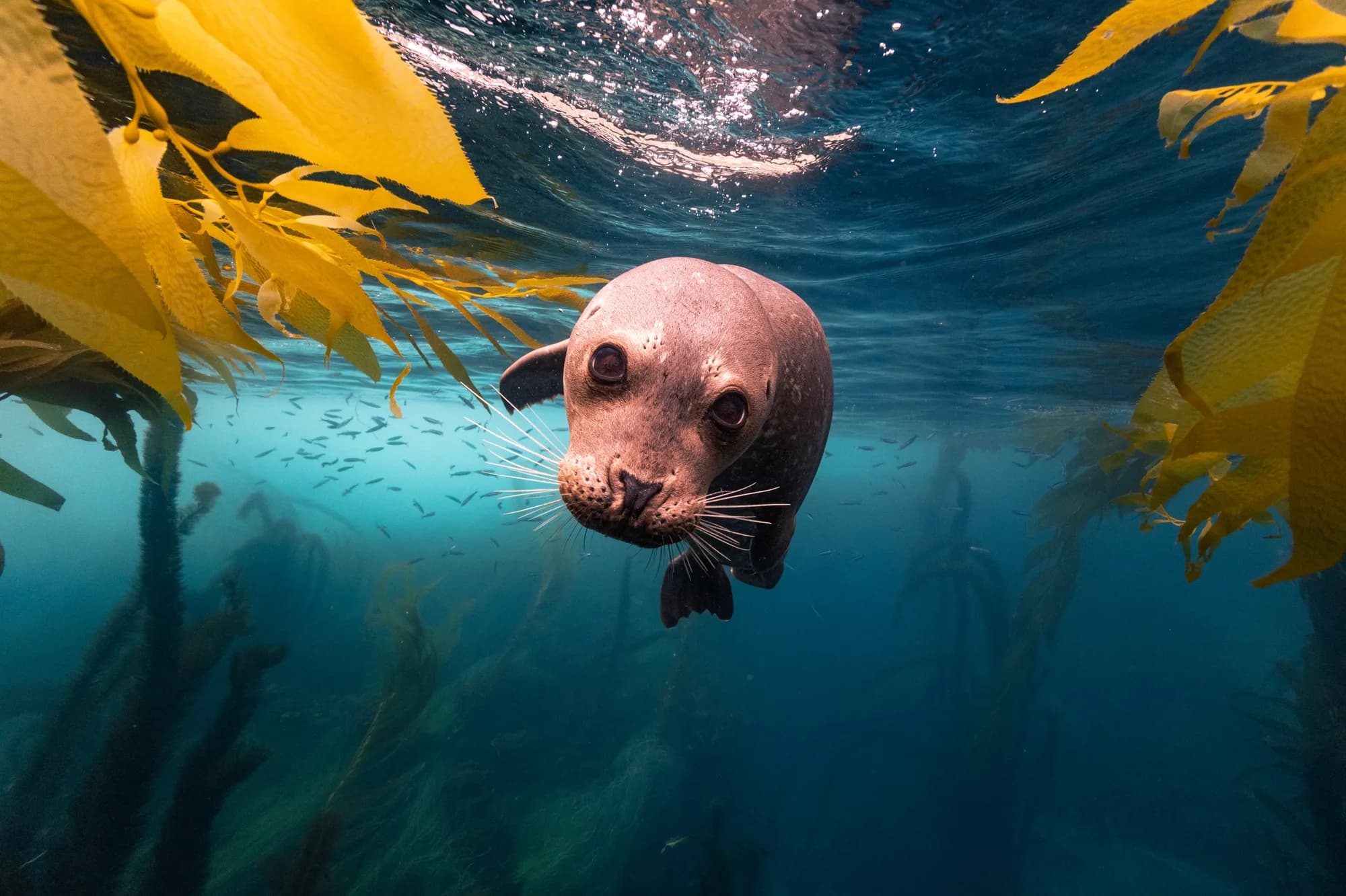 Underwater photography, at Channel Islands, (December 2025)