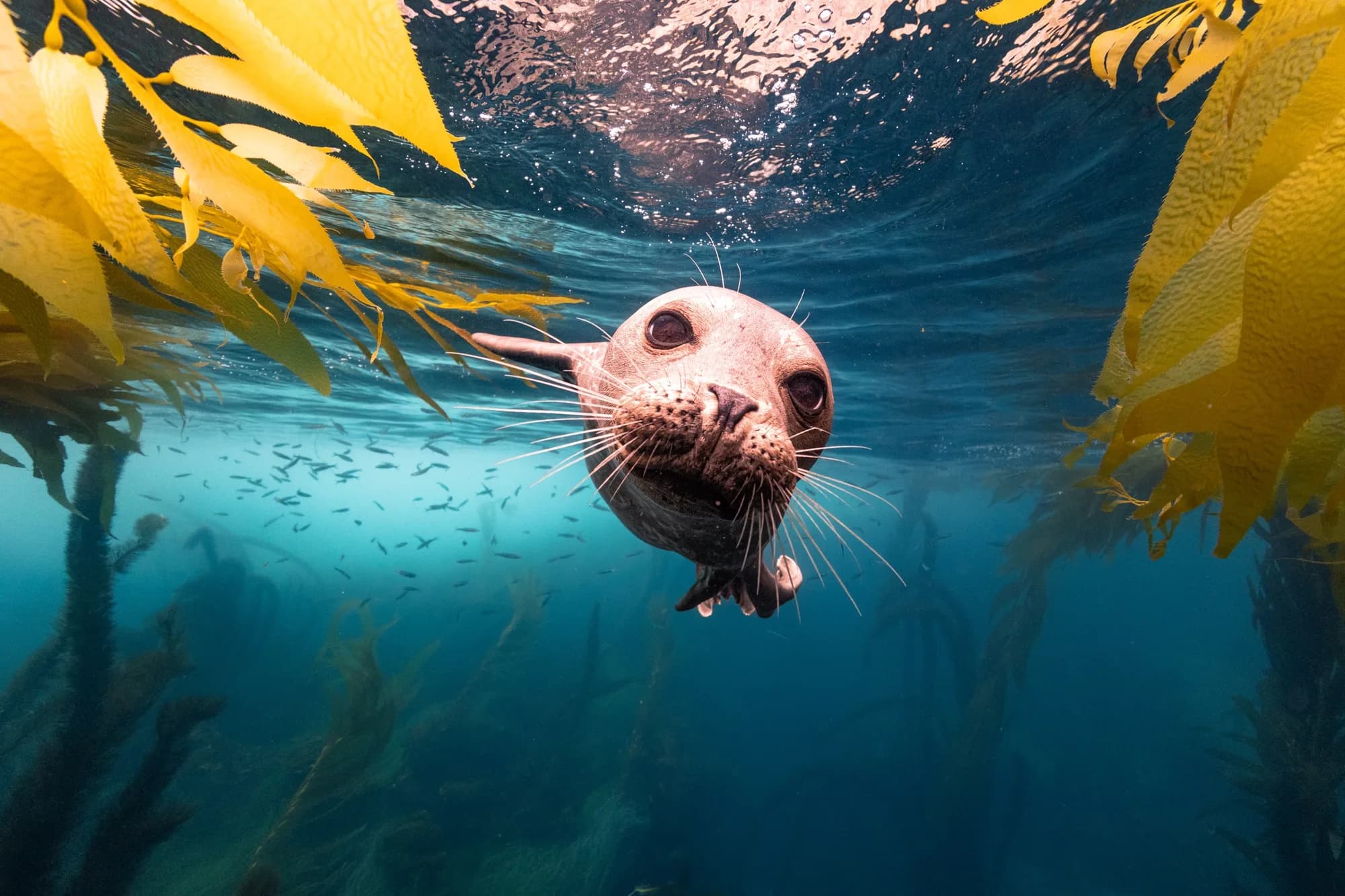 Underwater photography, at Channel Islands, (December 2025)
