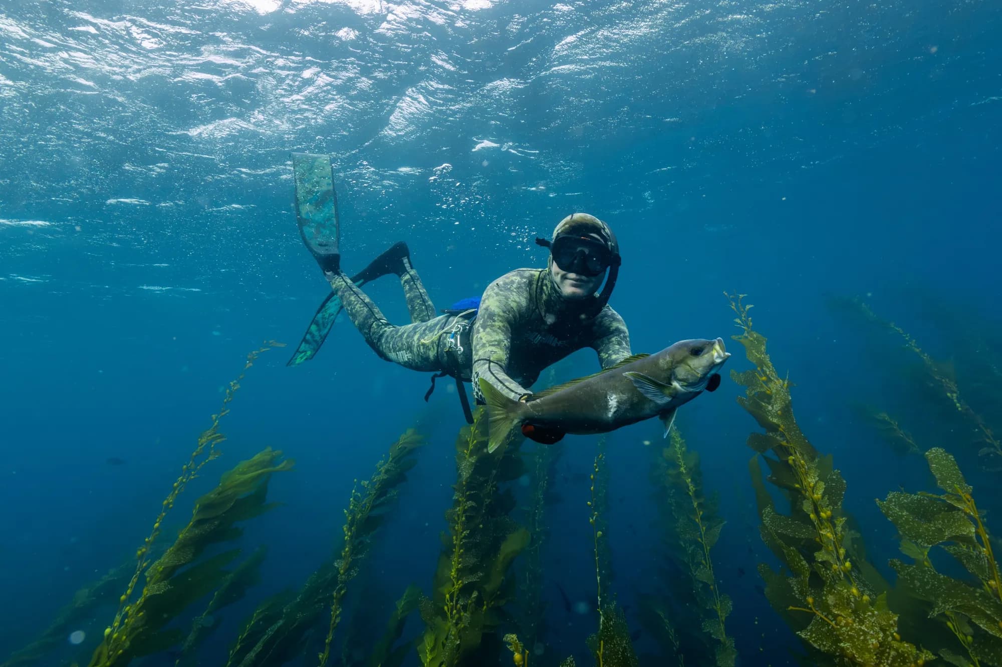 Underwater photography, at Channel Islands, (January 2026)