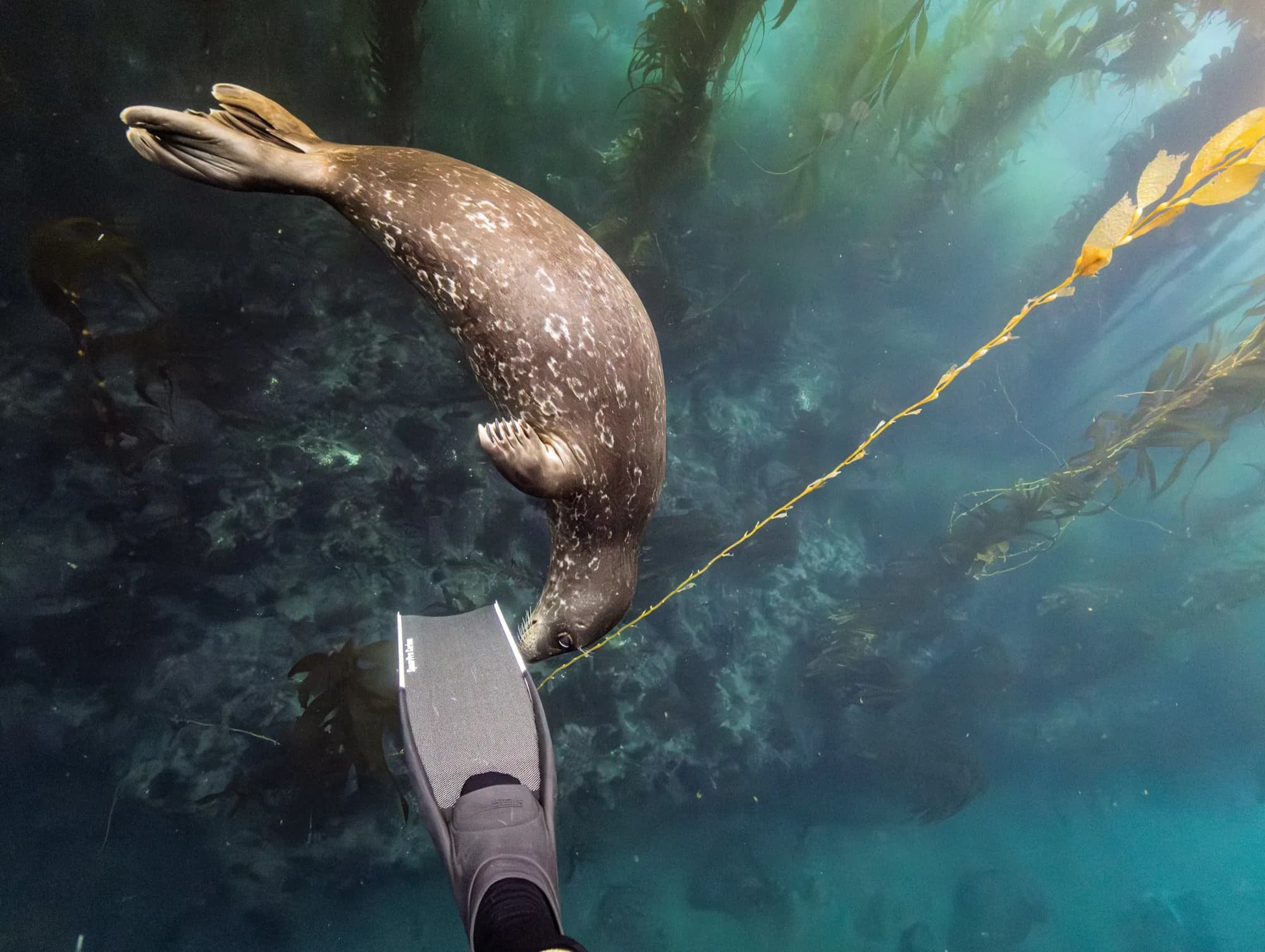 Underwater photography, at Channel Islands, (December 2025)