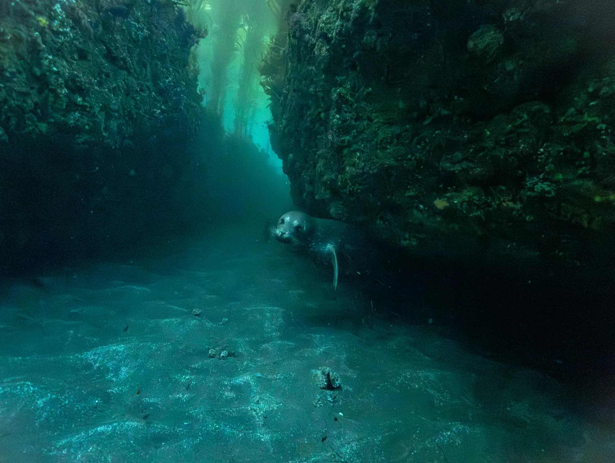 Underwater photography, at Channel Islands, (December 2025)