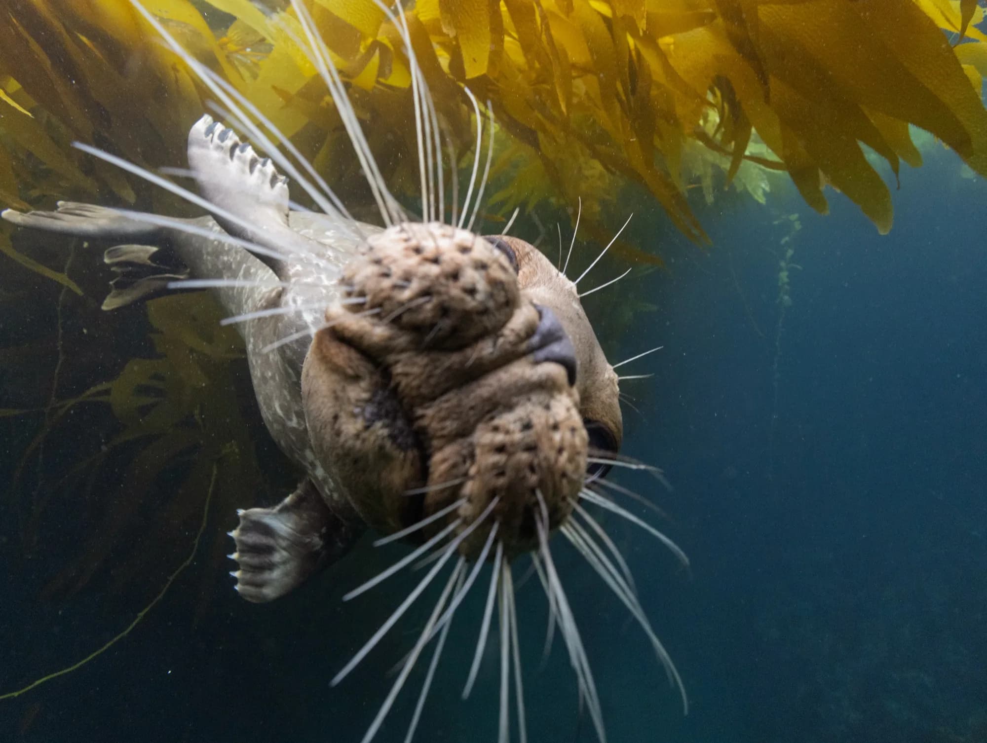 Underwater photography, at Channel Islands, (December 2025)