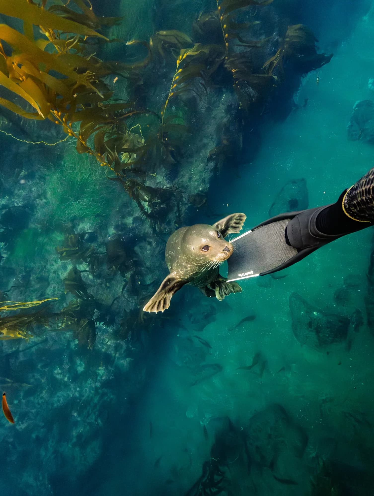 Underwater photography, at Channel Islands, (December 2025)