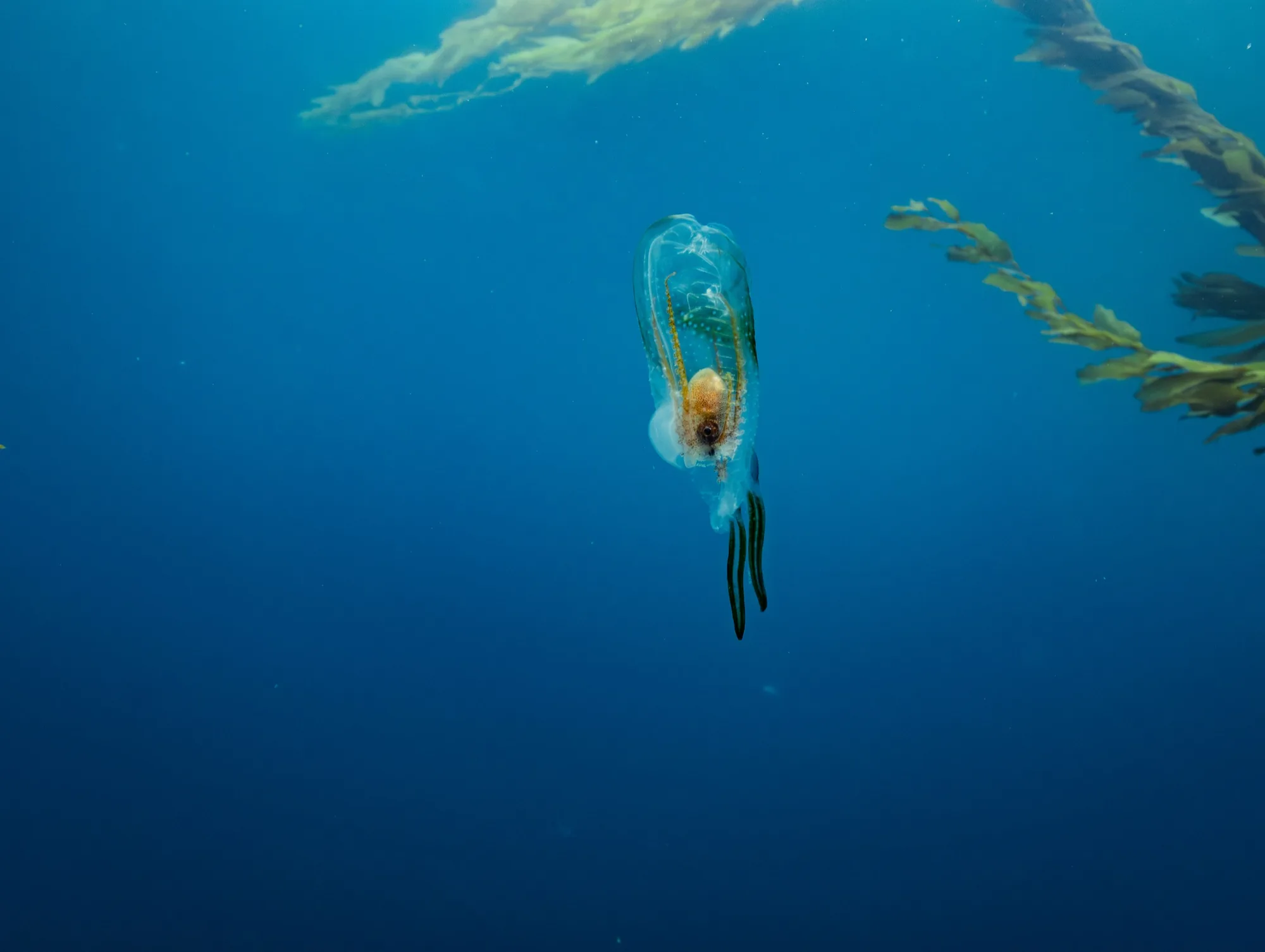 Underwater photography, at Channel Islands, (December 2025)