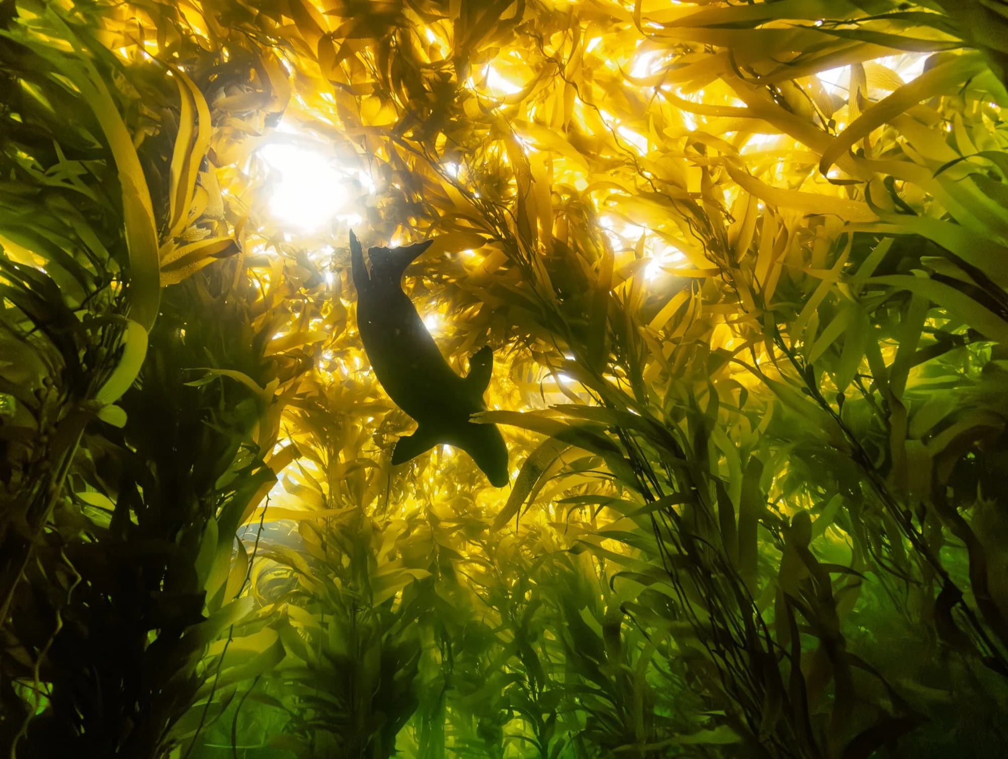 Underwater photography, at Channel Islands, (December 2025)