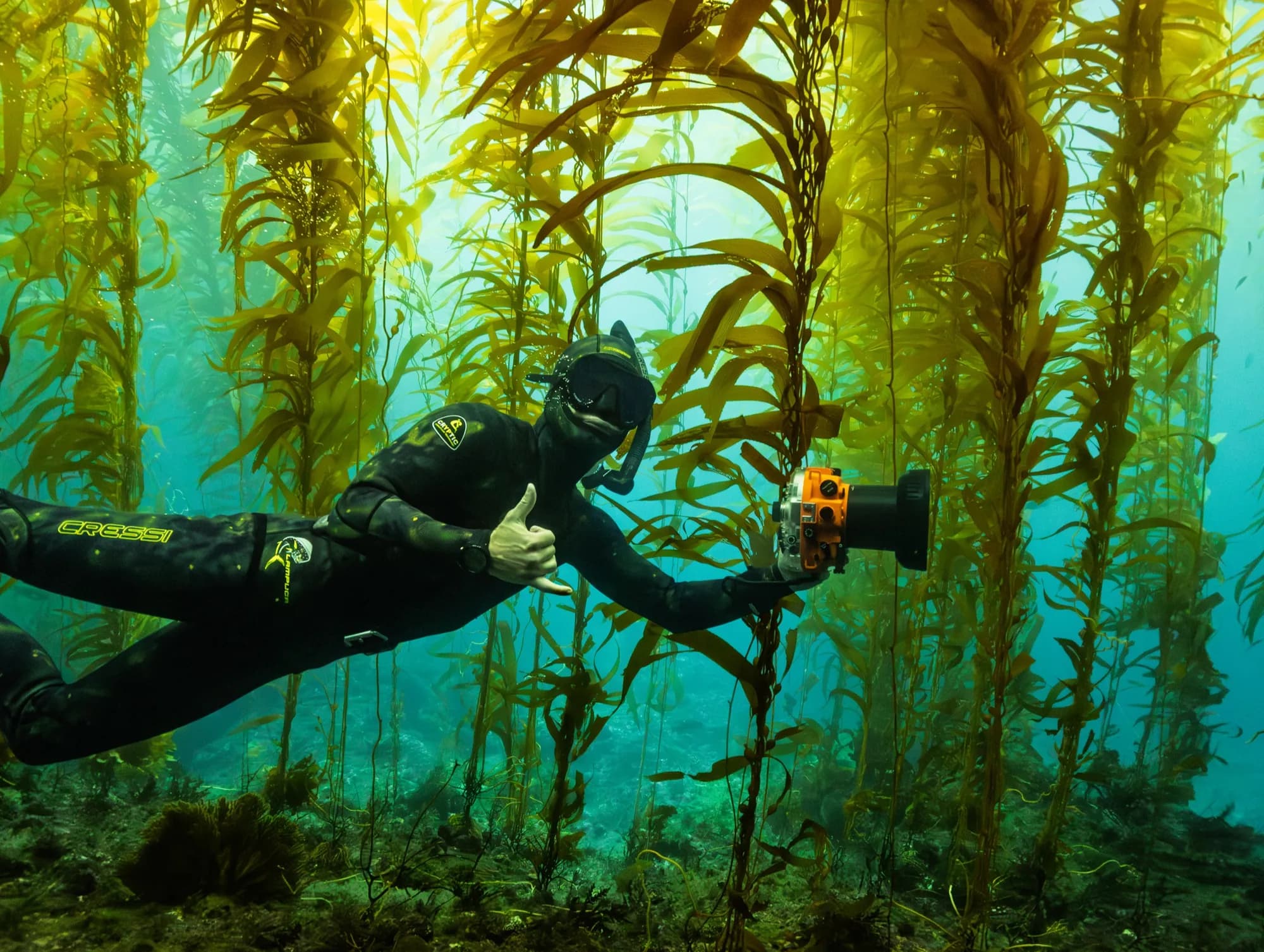 Underwater photography, at Channel Islands, (December 2025)