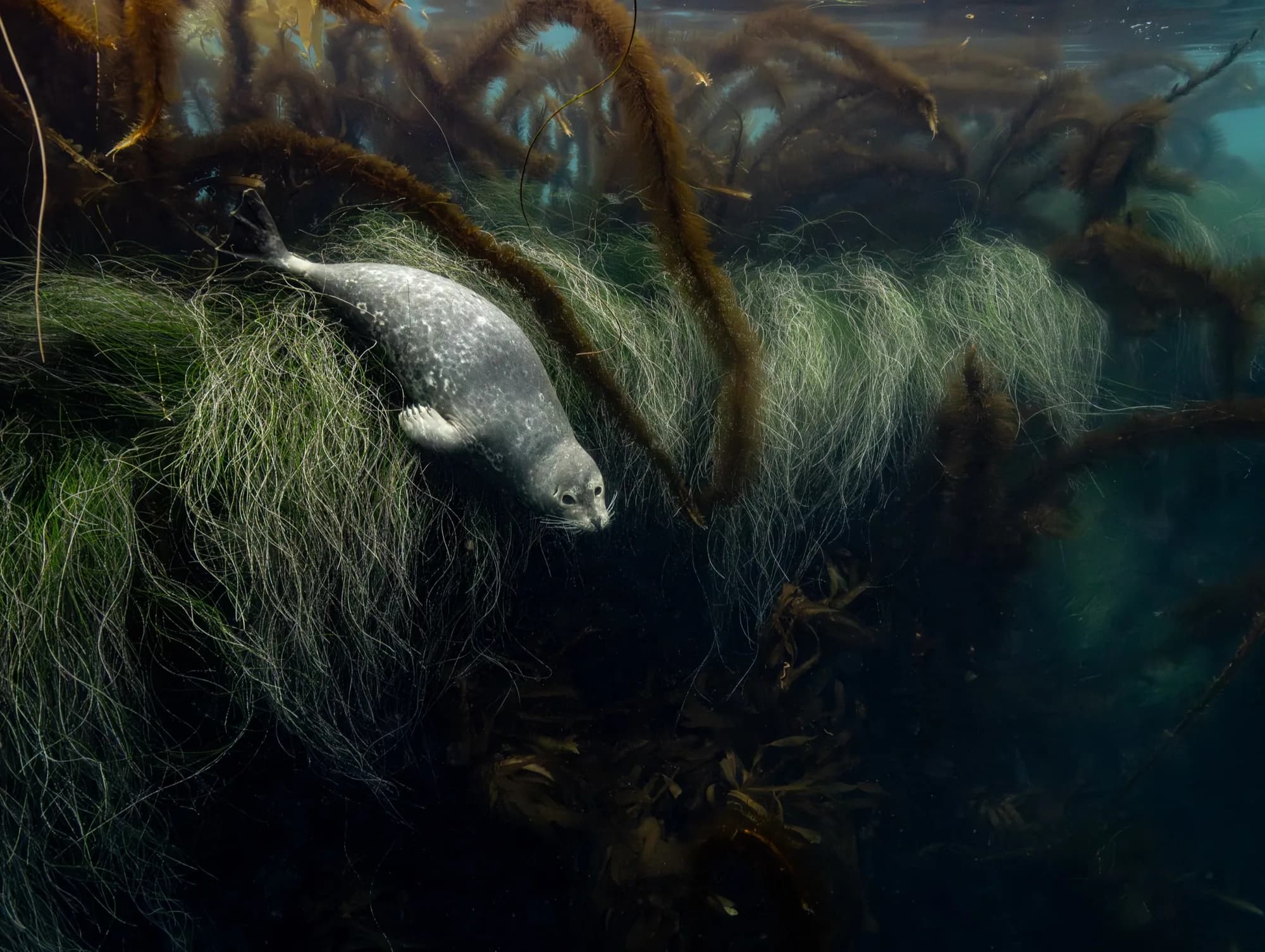 Underwater photography, at Channel Islands, (December 2025)