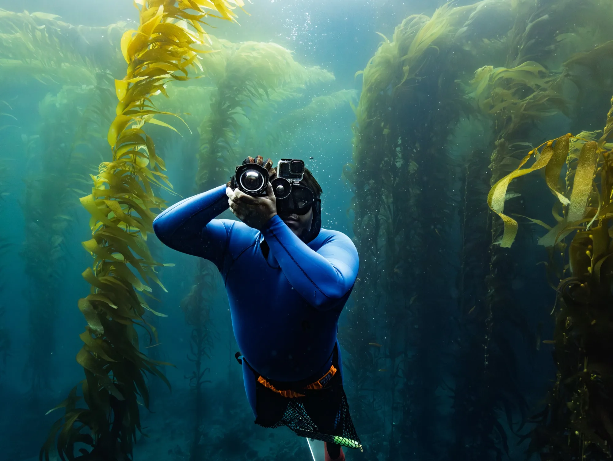 Underwater photography, at Channel Islands, (December 2025)