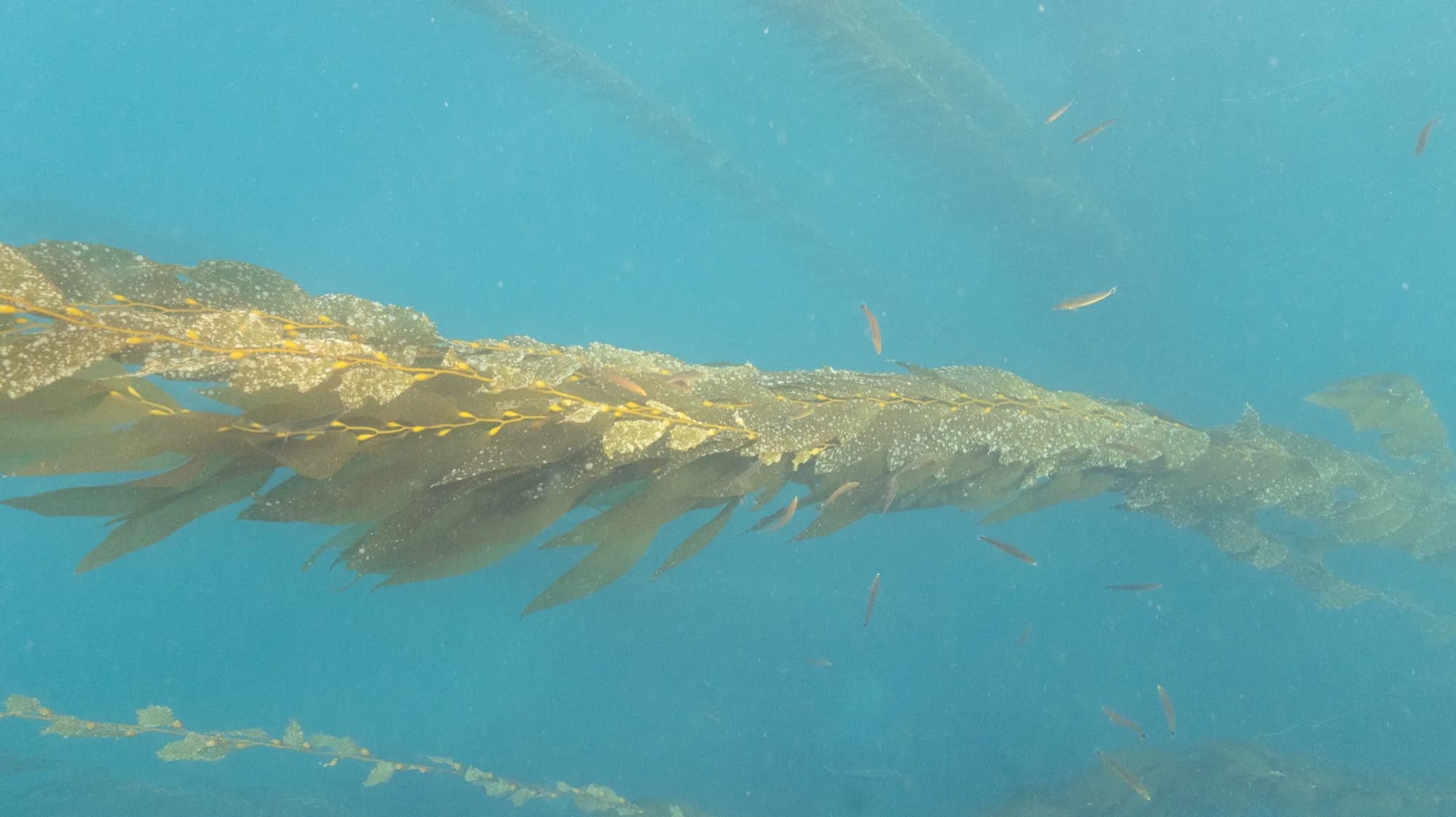 Underwater photography, at Channel Islands, (January 2026)