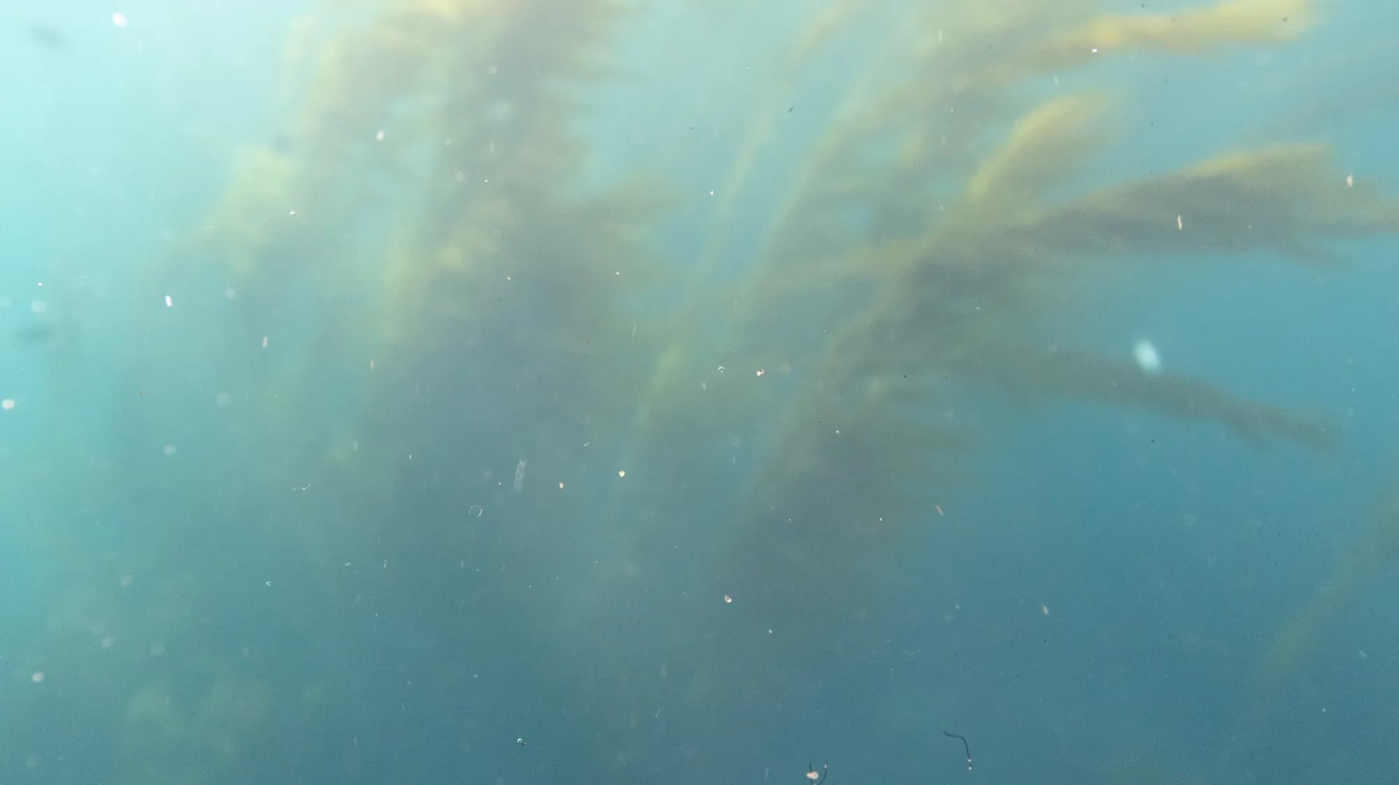 Underwater photography, at Channel Islands, (January 2026)