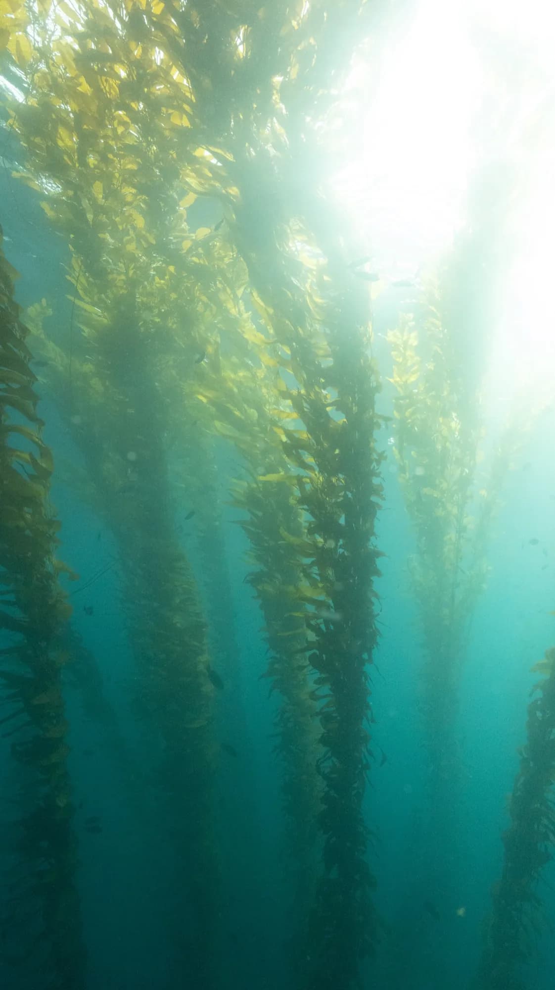 Underwater portrait, at Channel Islands, (January 2026)
