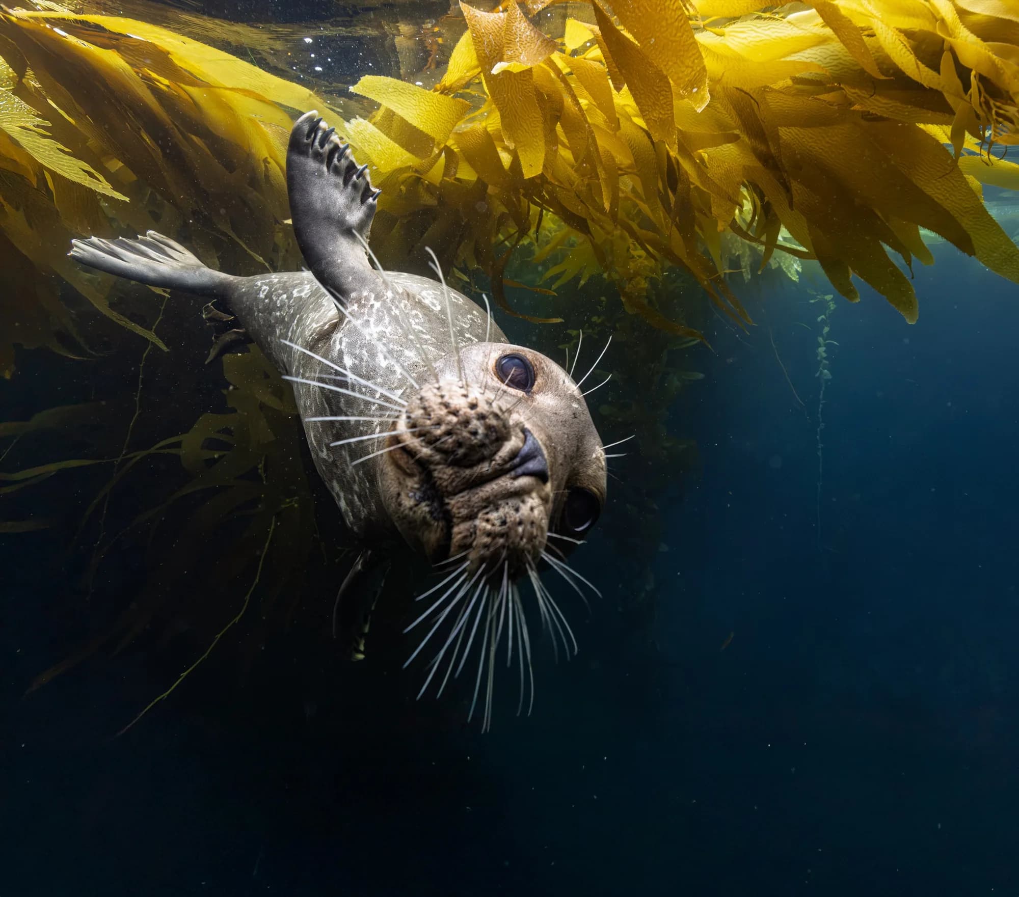 Underwater photography, at Channel Islands, (December 2025)
