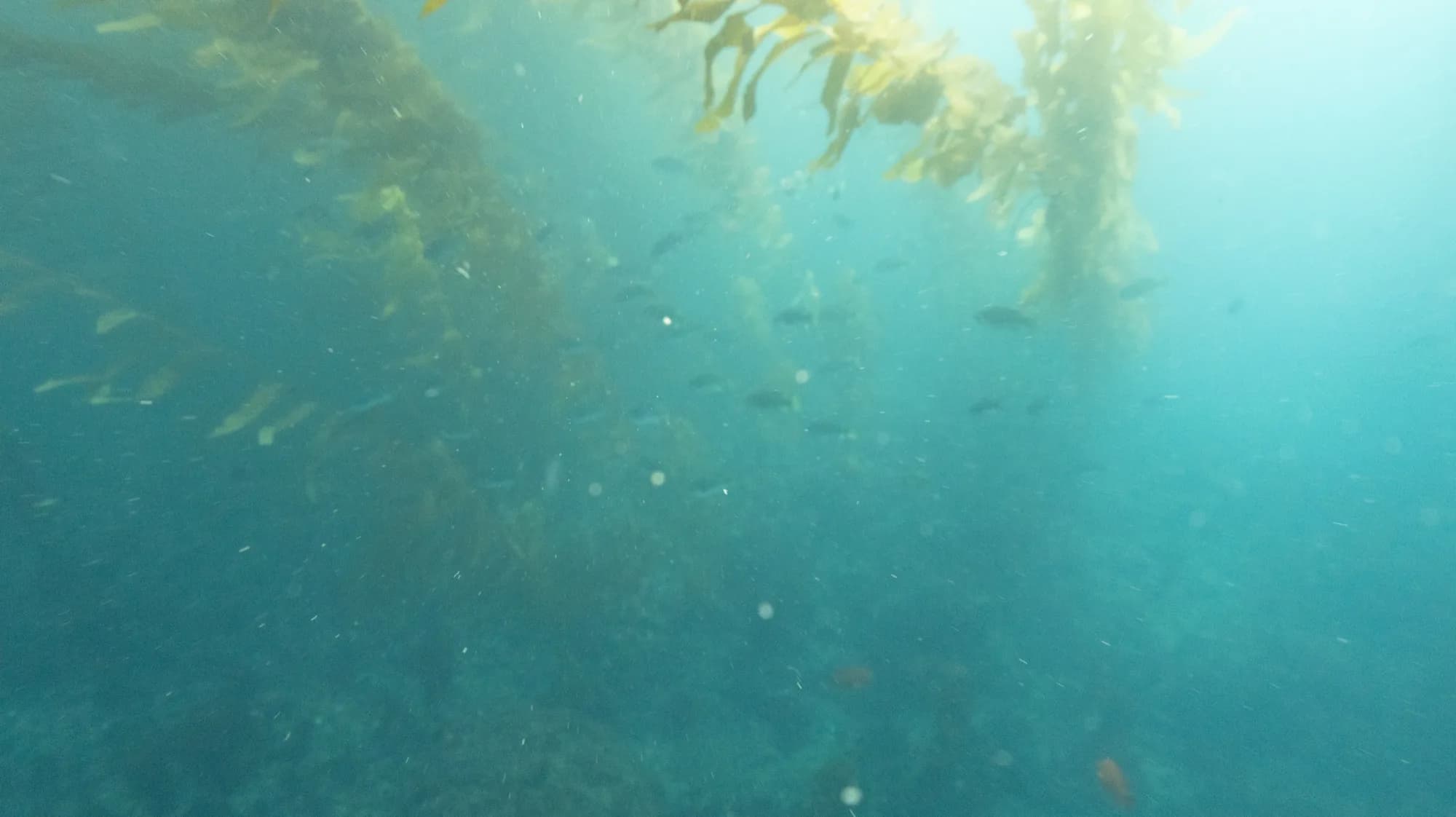 Underwater photography, at Channel Islands, (January 2026)