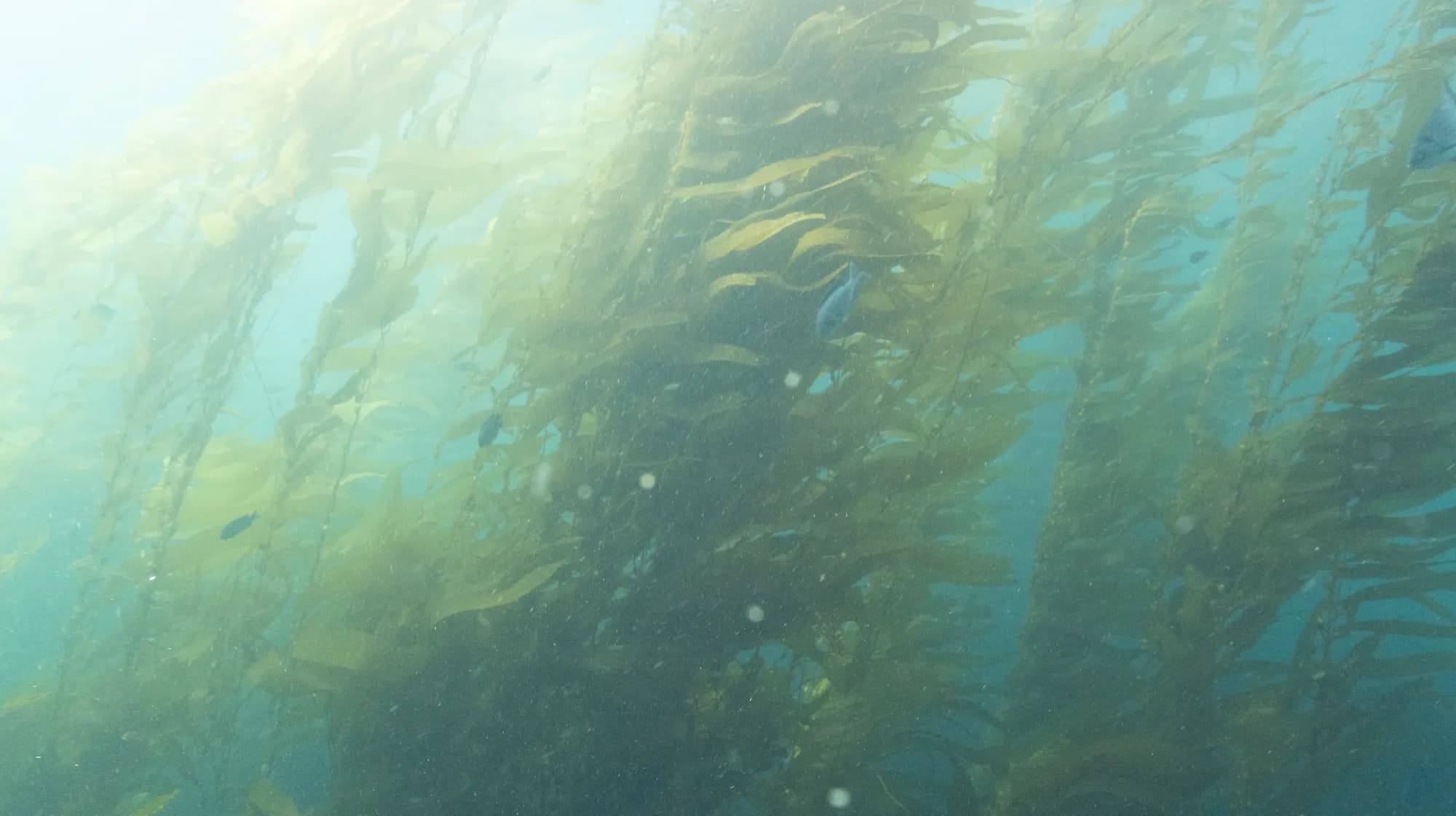 Underwater photography, at Channel Islands, (January 2026)