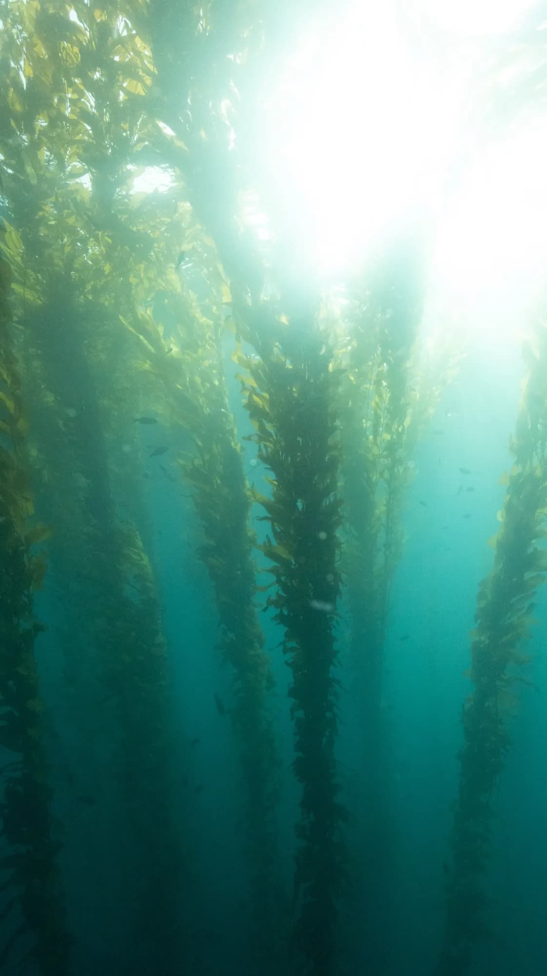 Underwater portrait, at Channel Islands, (January 2026)