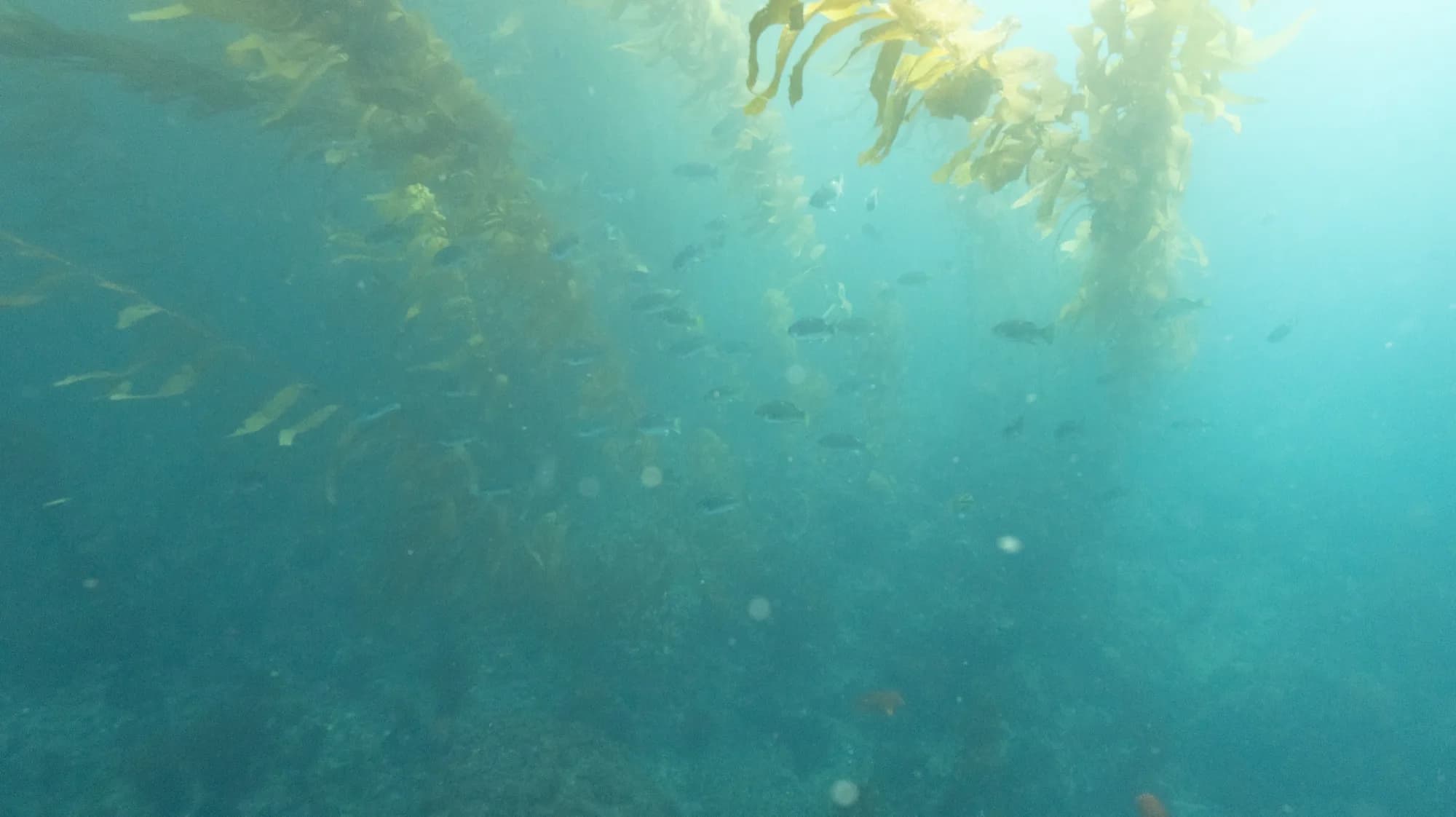 Underwater photography, at Channel Islands, (January 2026)