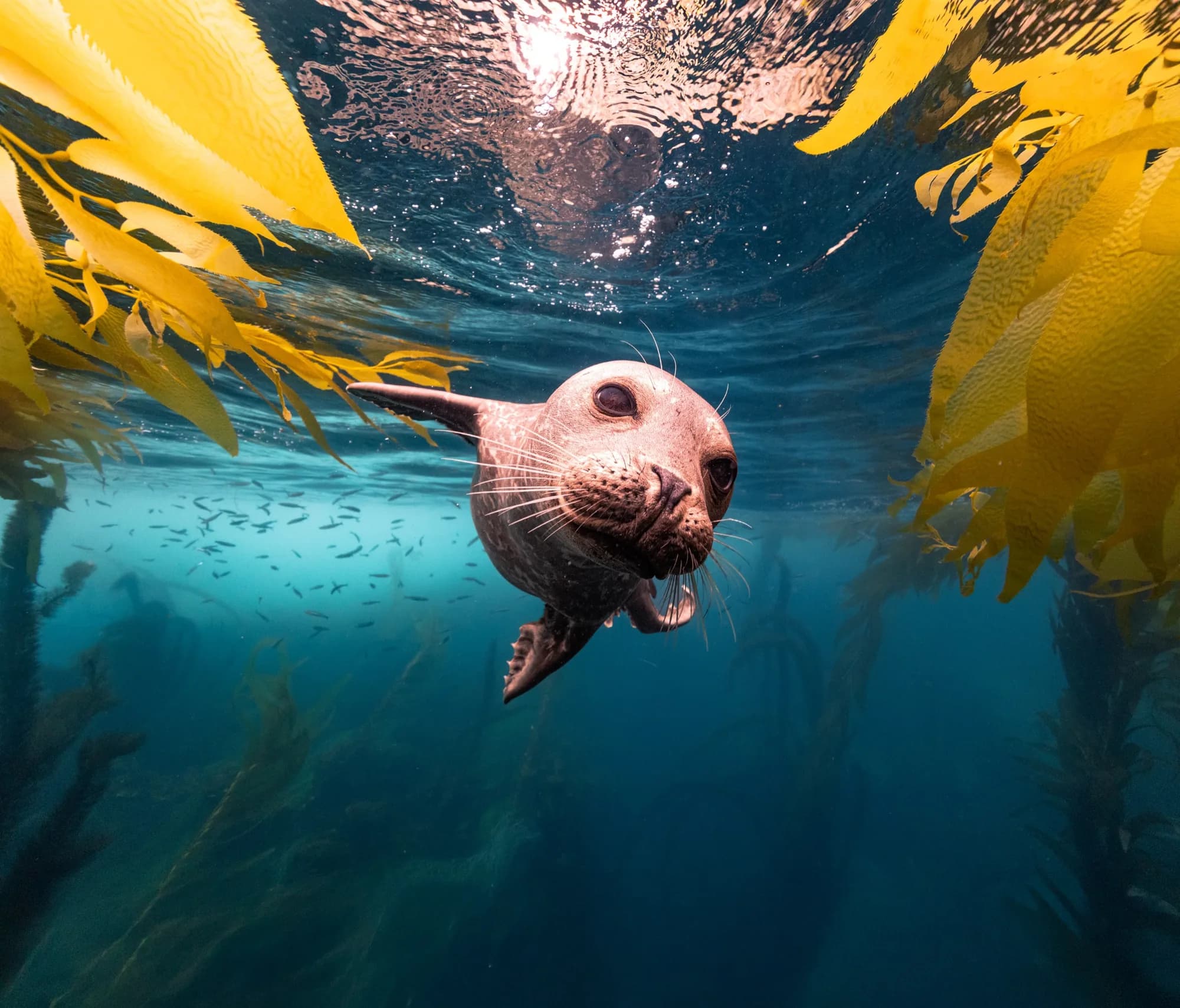 Underwater photography, at Channel Islands, (January 2026)