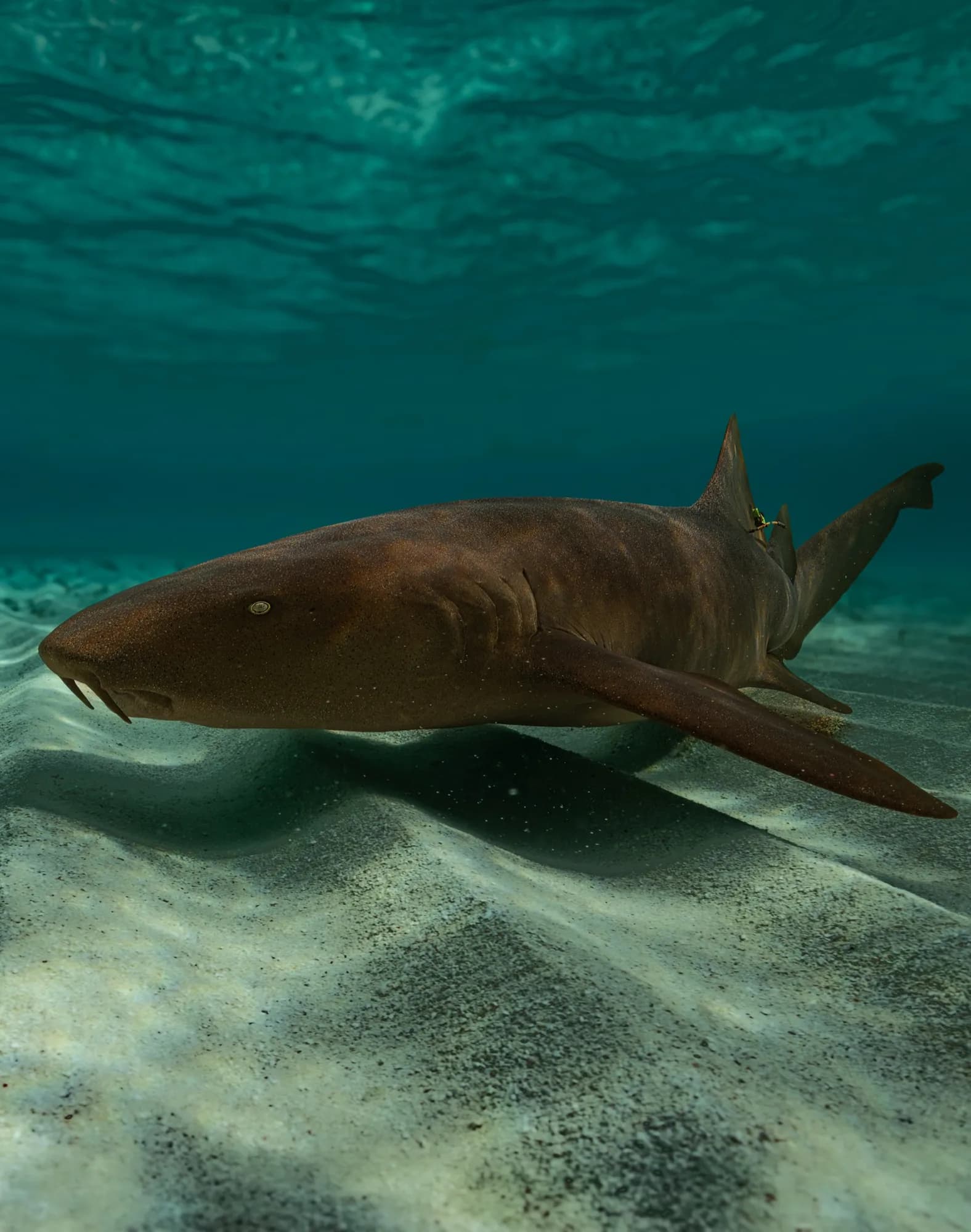 Underwater photography, at Honduras, (December 2025)