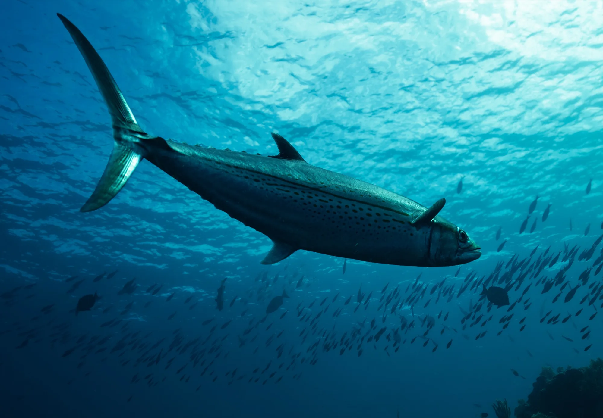 Underwater photography, at Honduras, (December 2025)