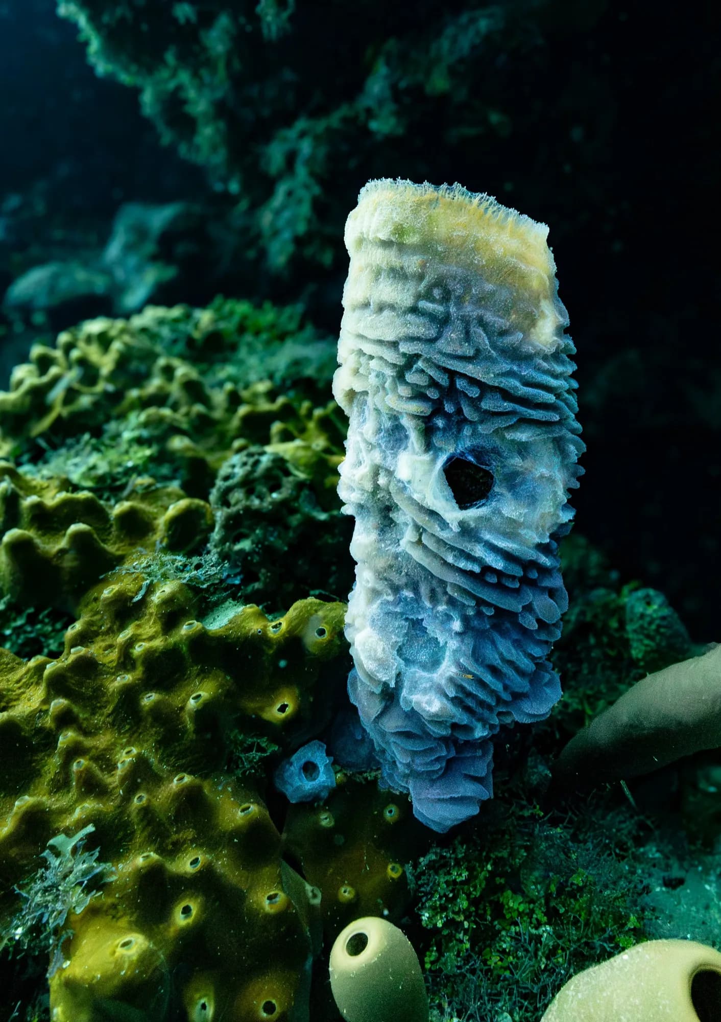 Underwater photography, at Honduras, (December 2025)