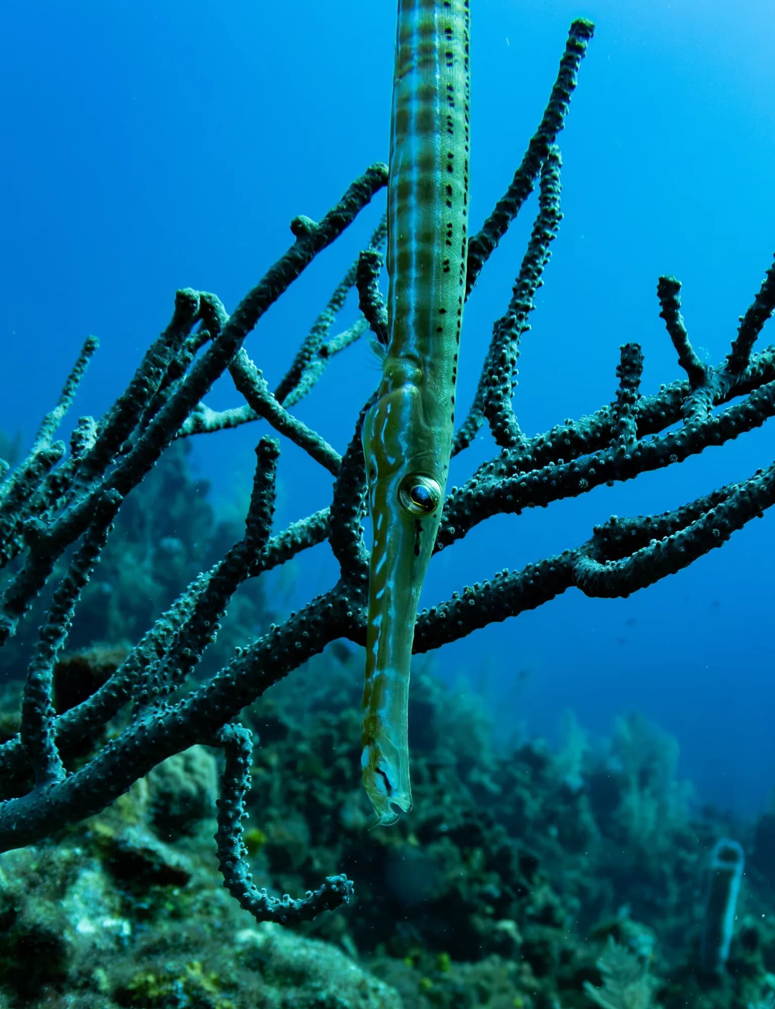 Underwater photography, at Honduras, (December 2025)