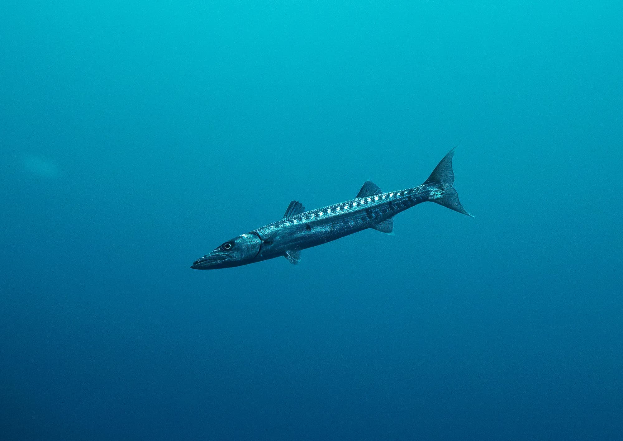 Underwater photography, at Honduras, (December 2025)