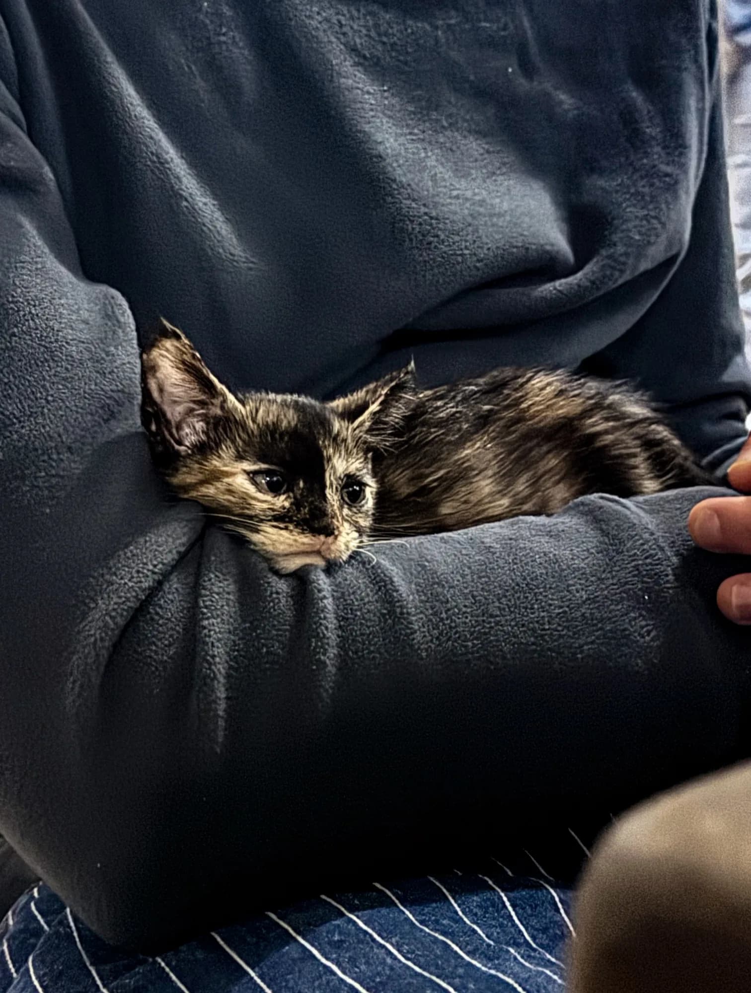 Underwater photography, at Honduras, (December 2025)