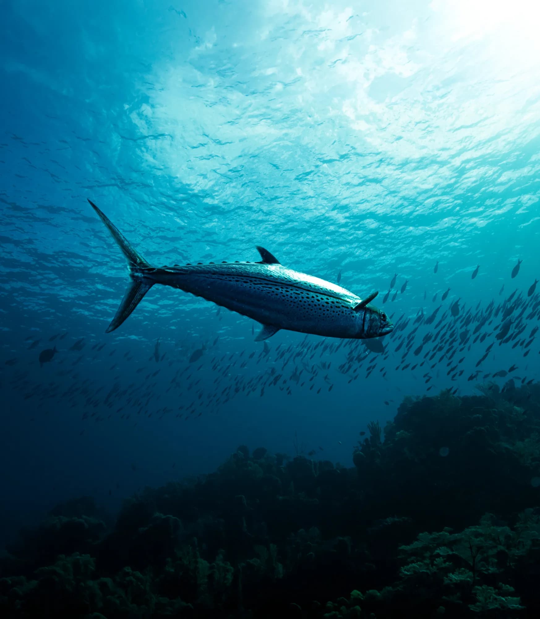 Underwater photography, at Honduras