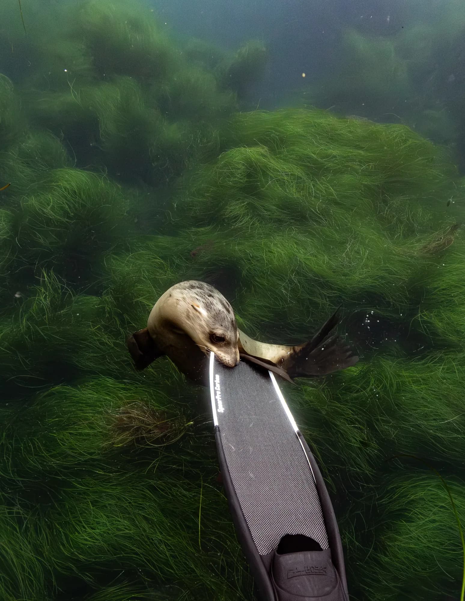 Underwater photography, at La Jolla, (December 2025)