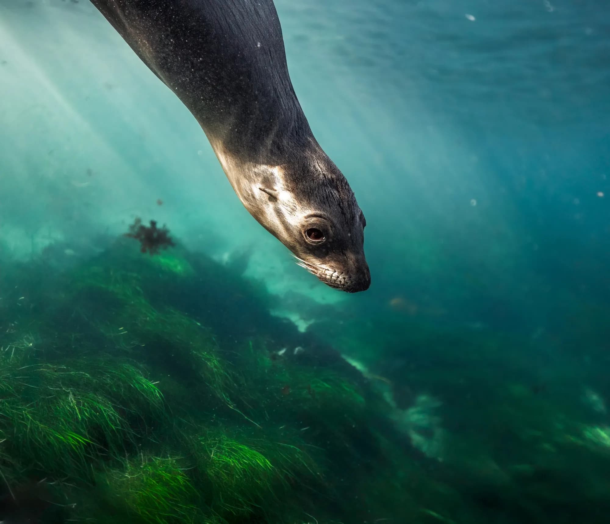 Underwater photography, at La Jolla, (December 2025)