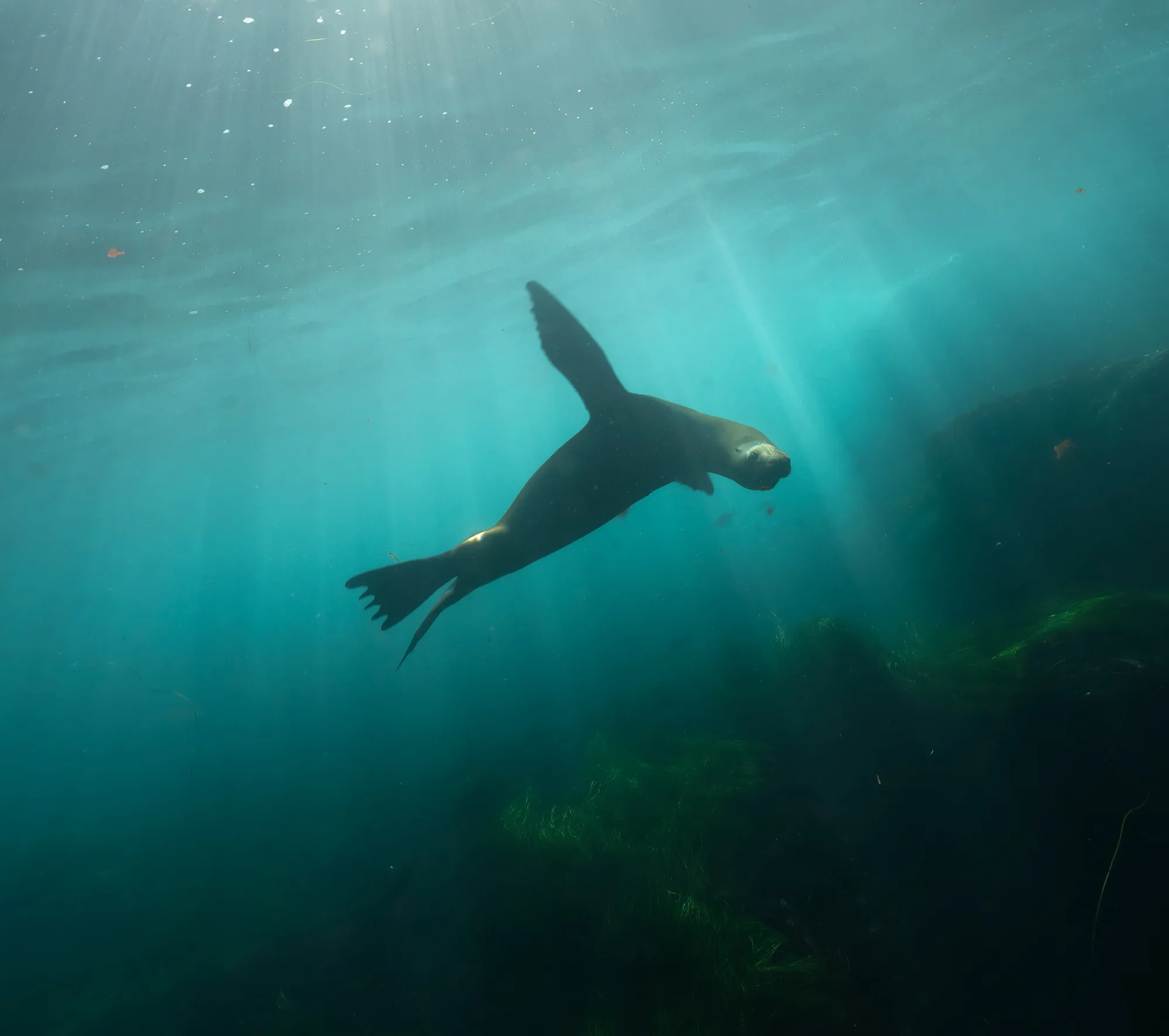 Underwater photography, at La Jolla, (December 2025)
