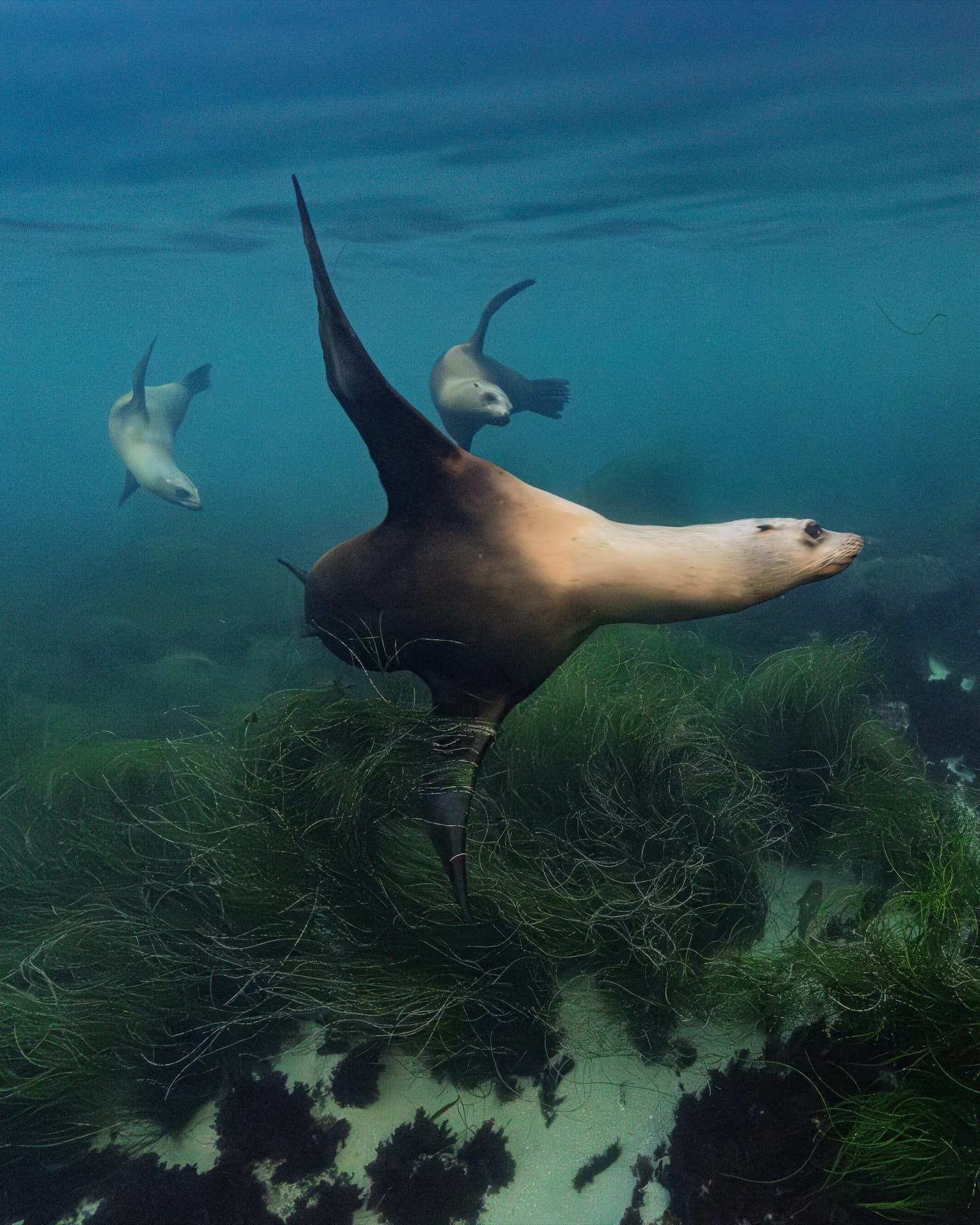 Underwater photography, at La Jolla, (December 2025)