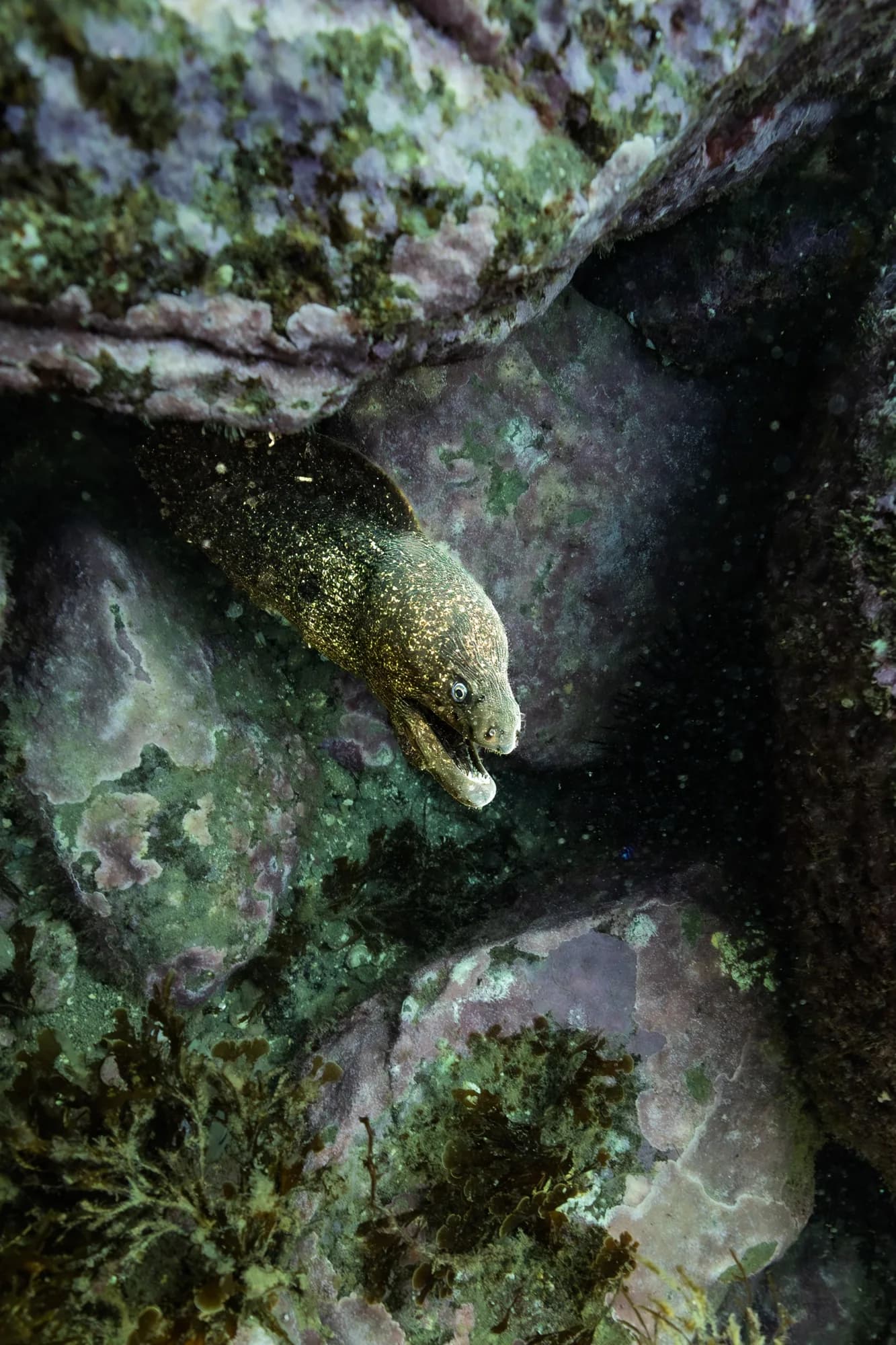 Underwater portrait, at La Jolla, (February 2026)