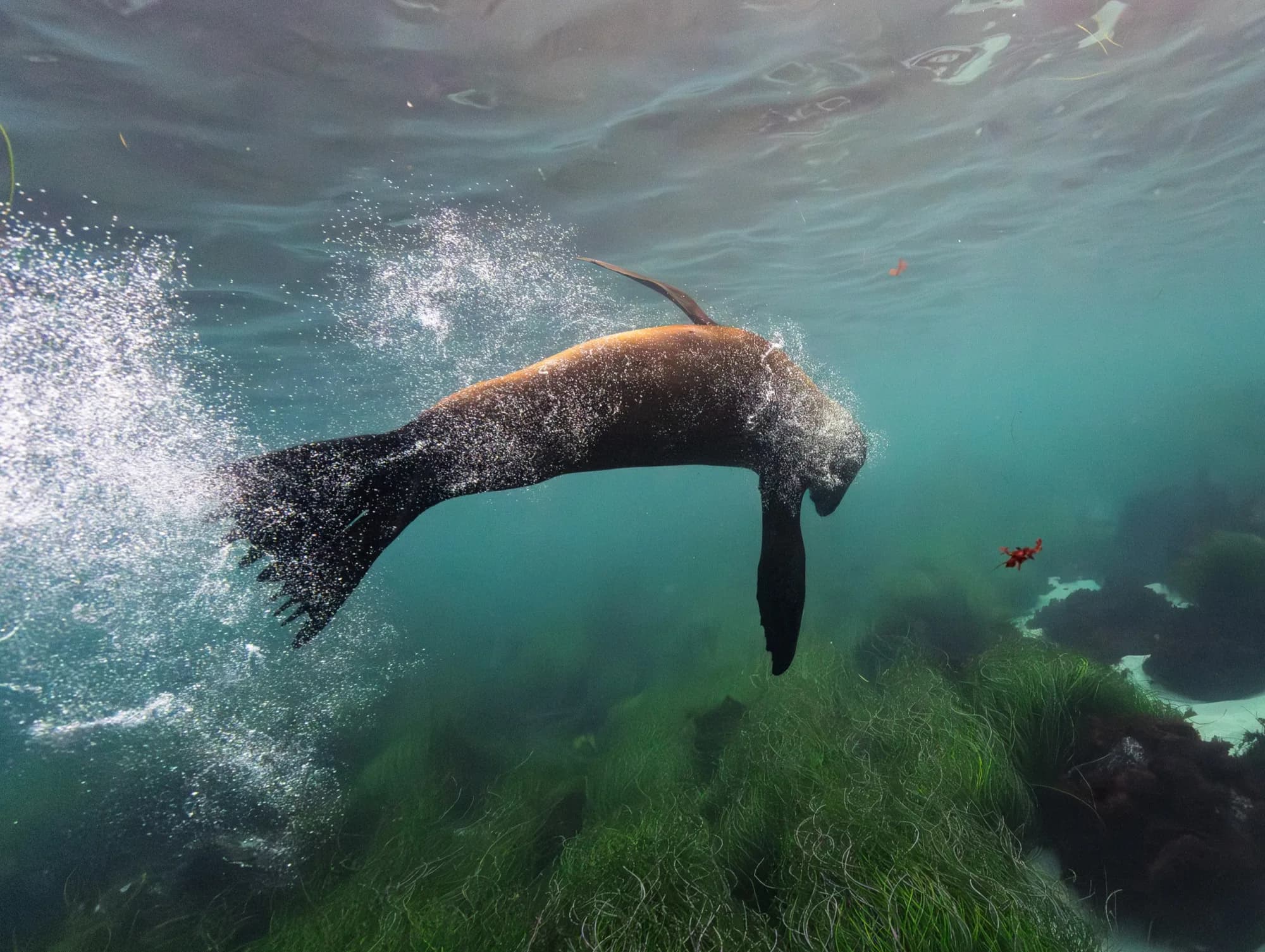 Marine life, at La Jolla, (December 2025)