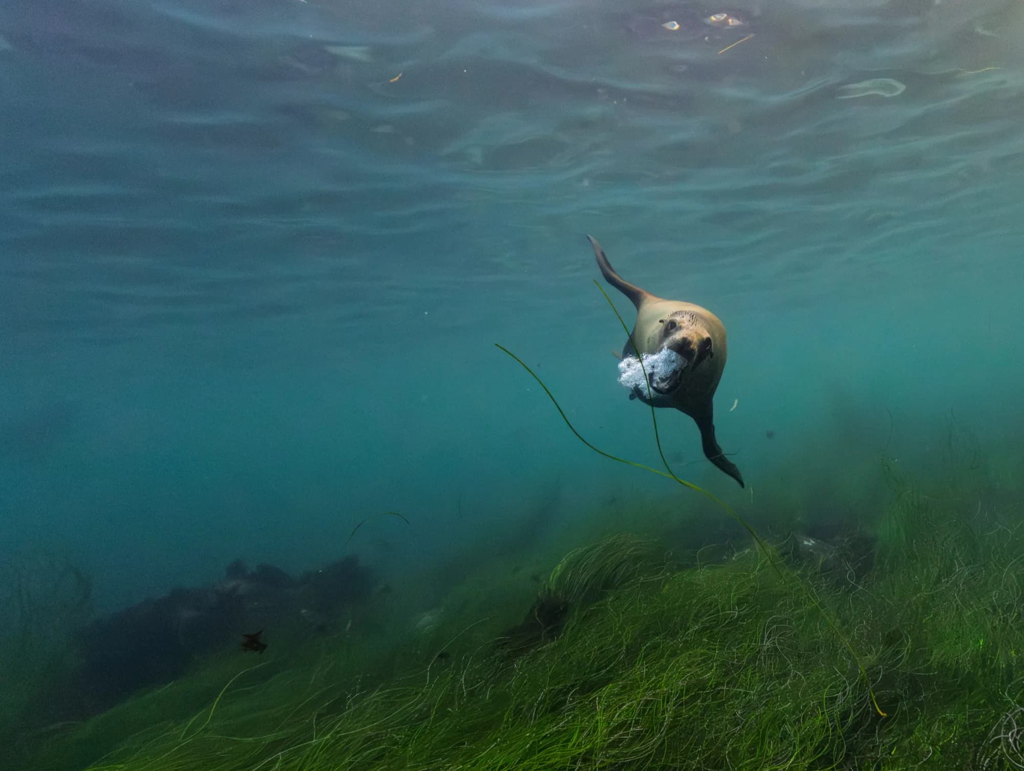 Marine life, at La Jolla, (December 2025)