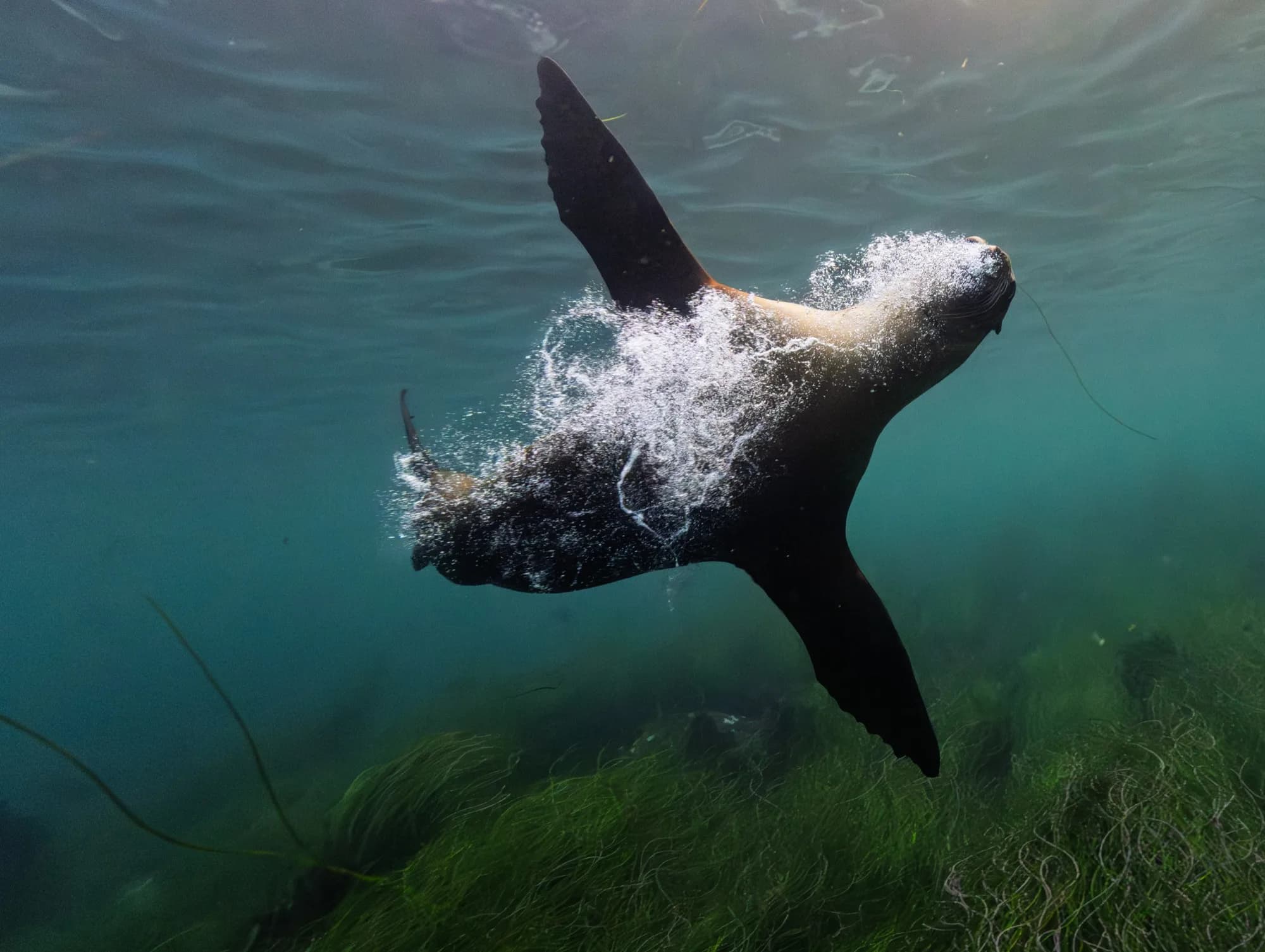 Marine life, at La Jolla, (December 2025)