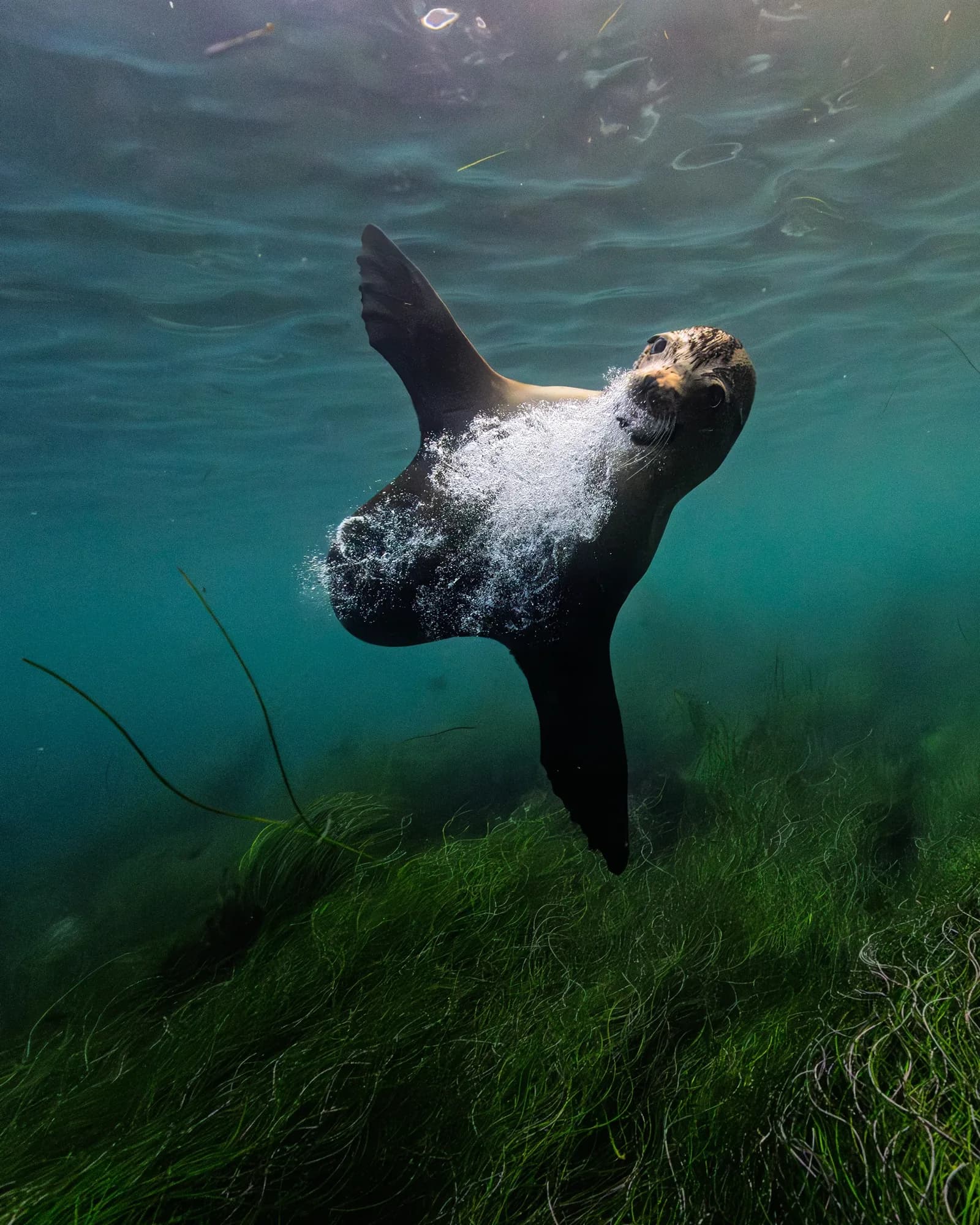 Underwater photography, at La Jolla, (December 2025)